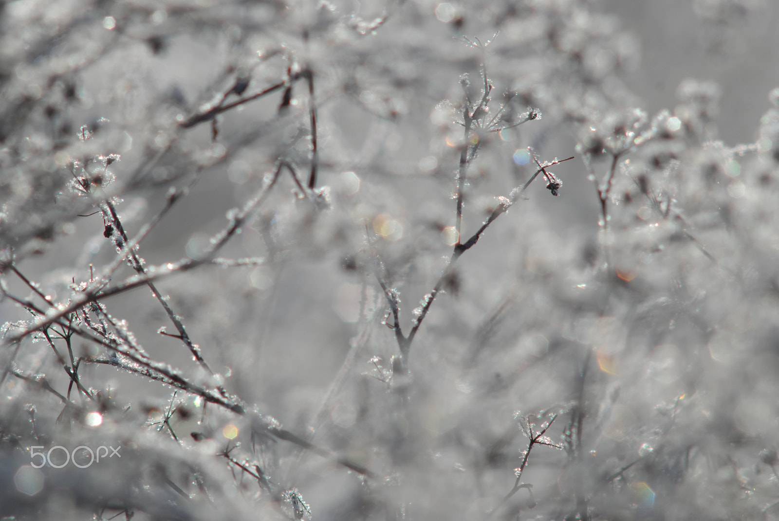 Nikon D200 + Manual Lens No CPU sample photo. Hoar photography