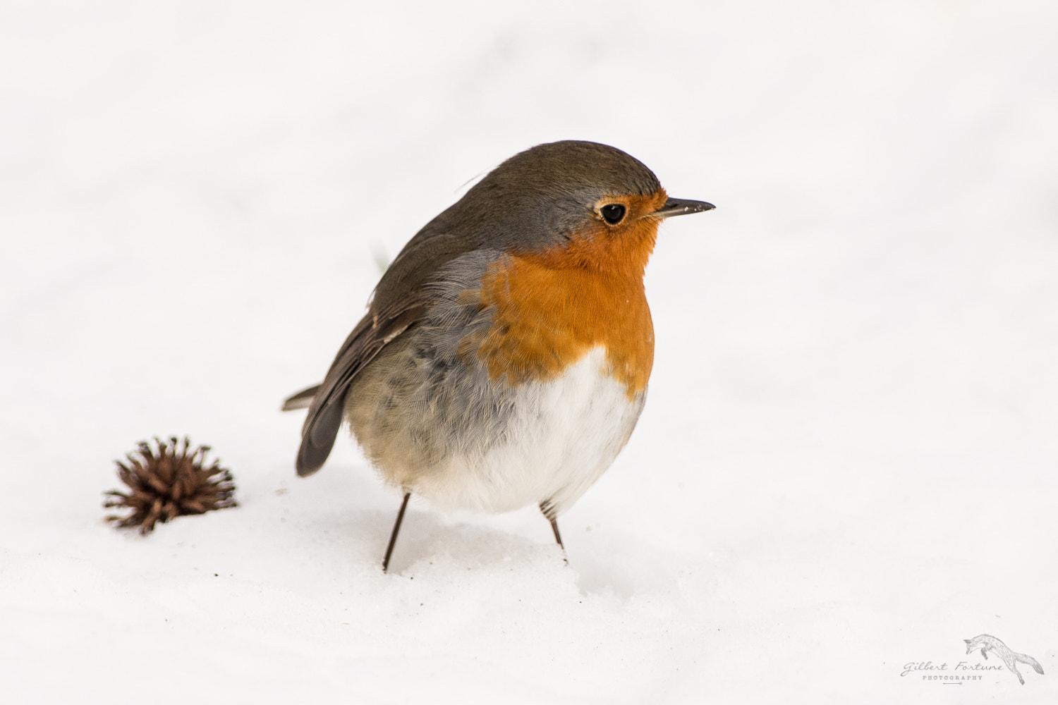 Nikon AF-S Nikkor 300mm F2.8G ED VR II sample photo. European robin photography