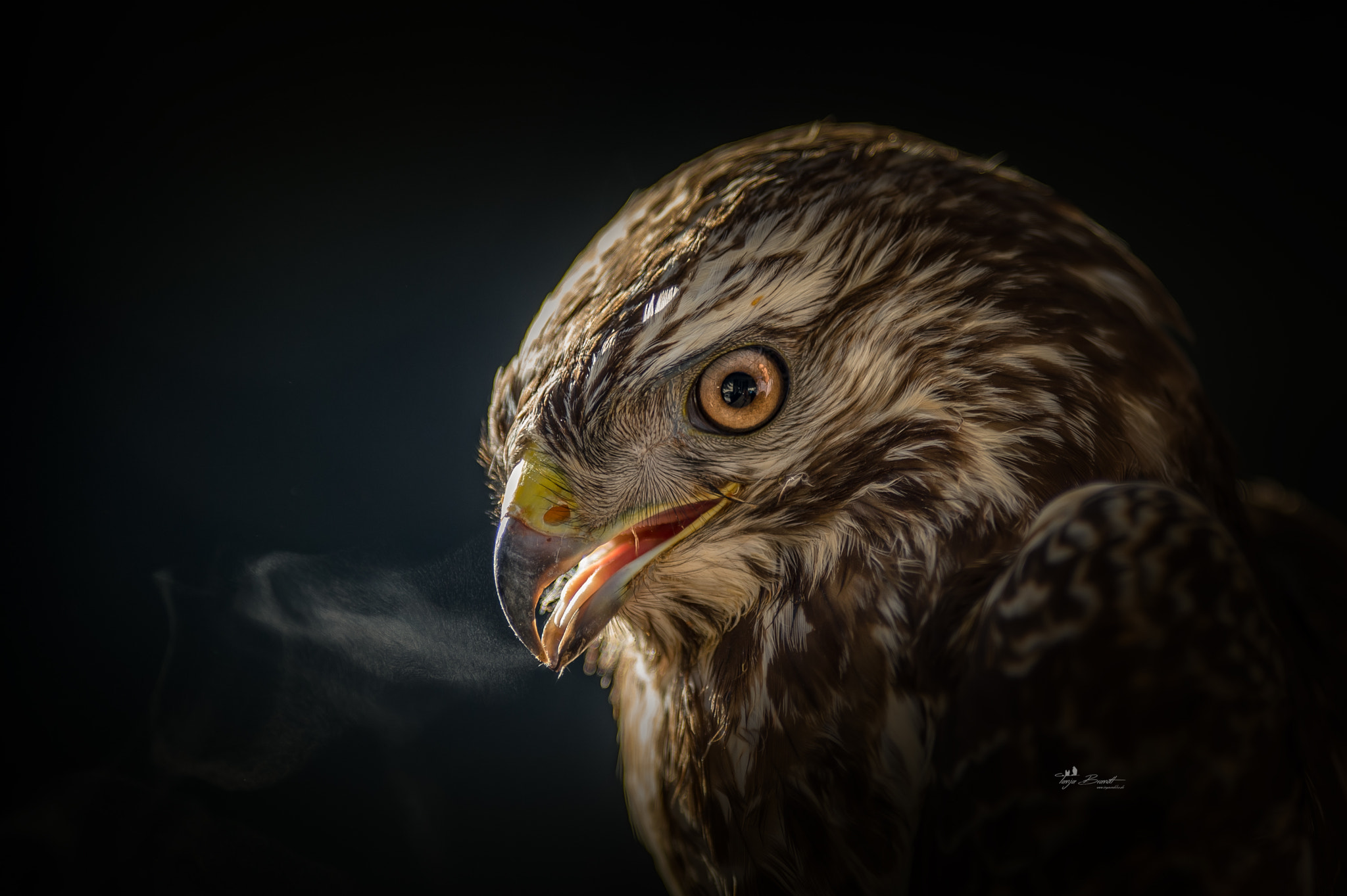 Nikon AF-S Nikkor 300mm F2.8G ED VR II sample photo. Mäusebussard photography