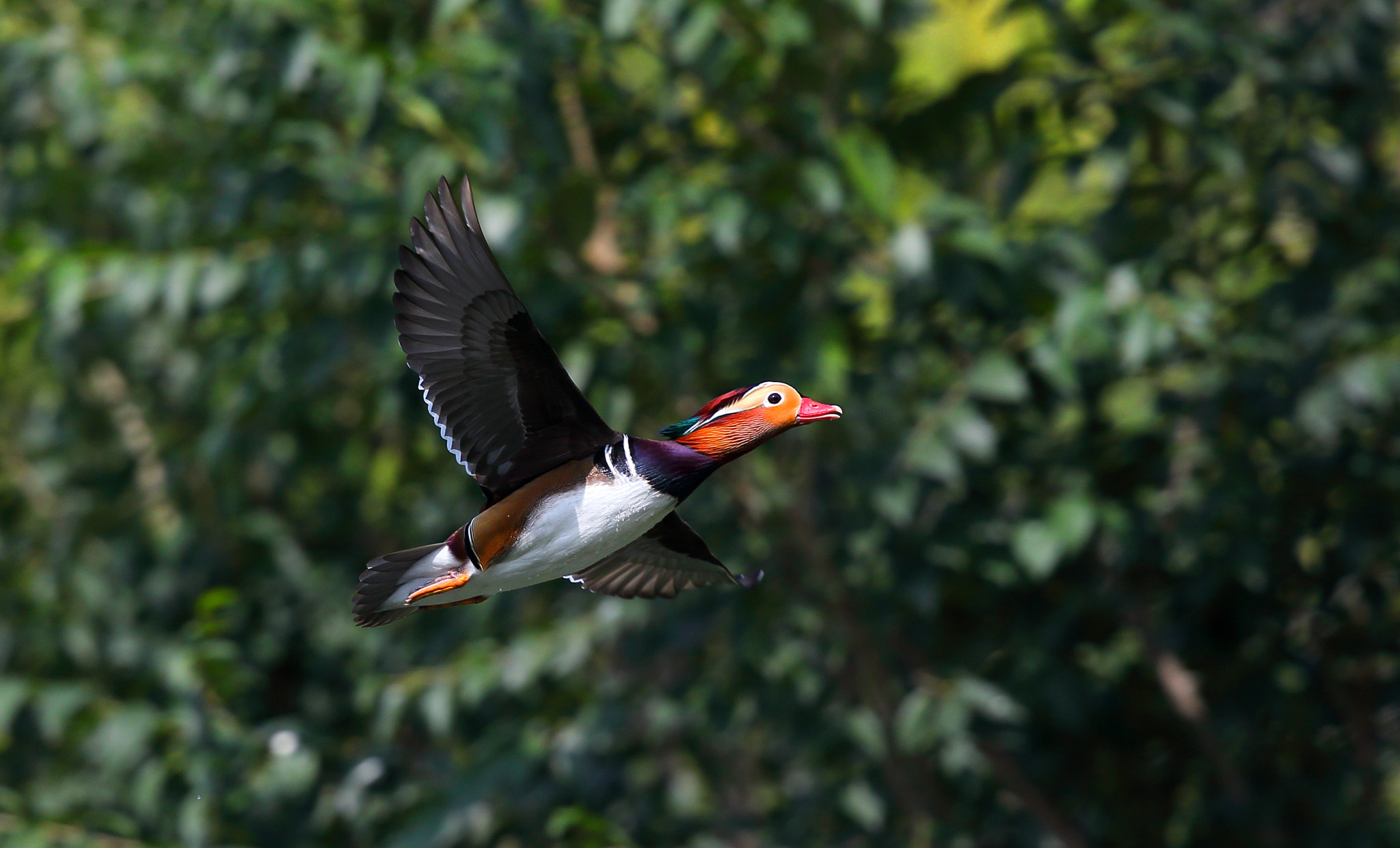 Canon EF 300mm F2.8L IS II USM sample photo. Aix galericulata photography