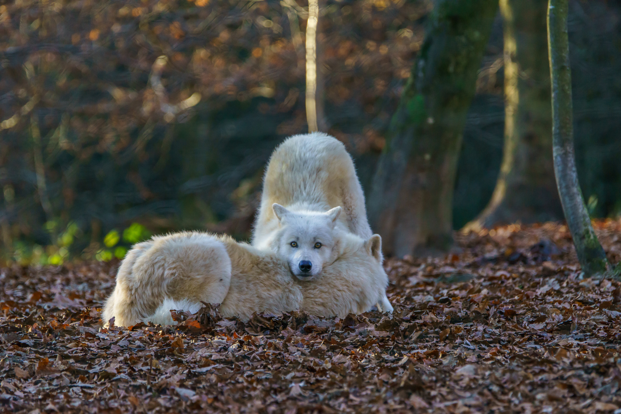 Sony a7R + Sony 70-400mm F4-5.6 G SSM sample photo. Best friends photography