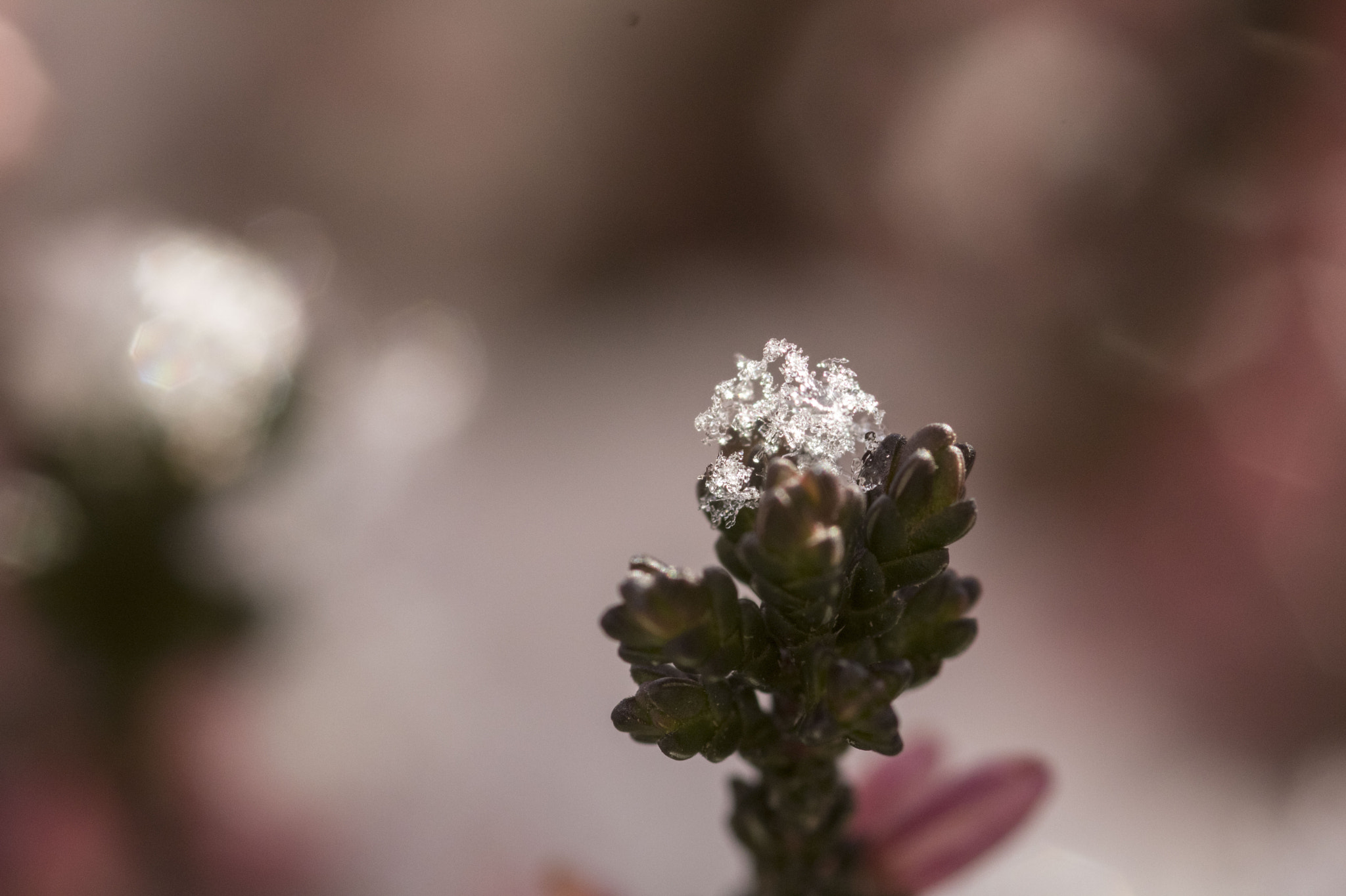 Canon EOS 750D (EOS Rebel T6i / EOS Kiss X8i) sample photo. Snow crystals on heather photography