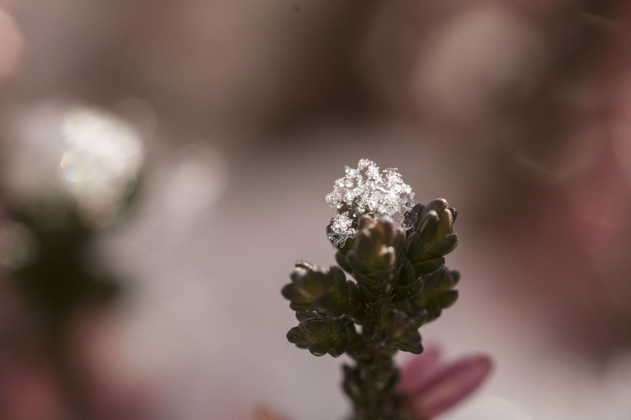 Canon EOS 750D (EOS Rebel T6i / EOS Kiss X8i) + Sigma 105mm F2.8 EX DG Macro sample photo. Snow crystals on heather photography