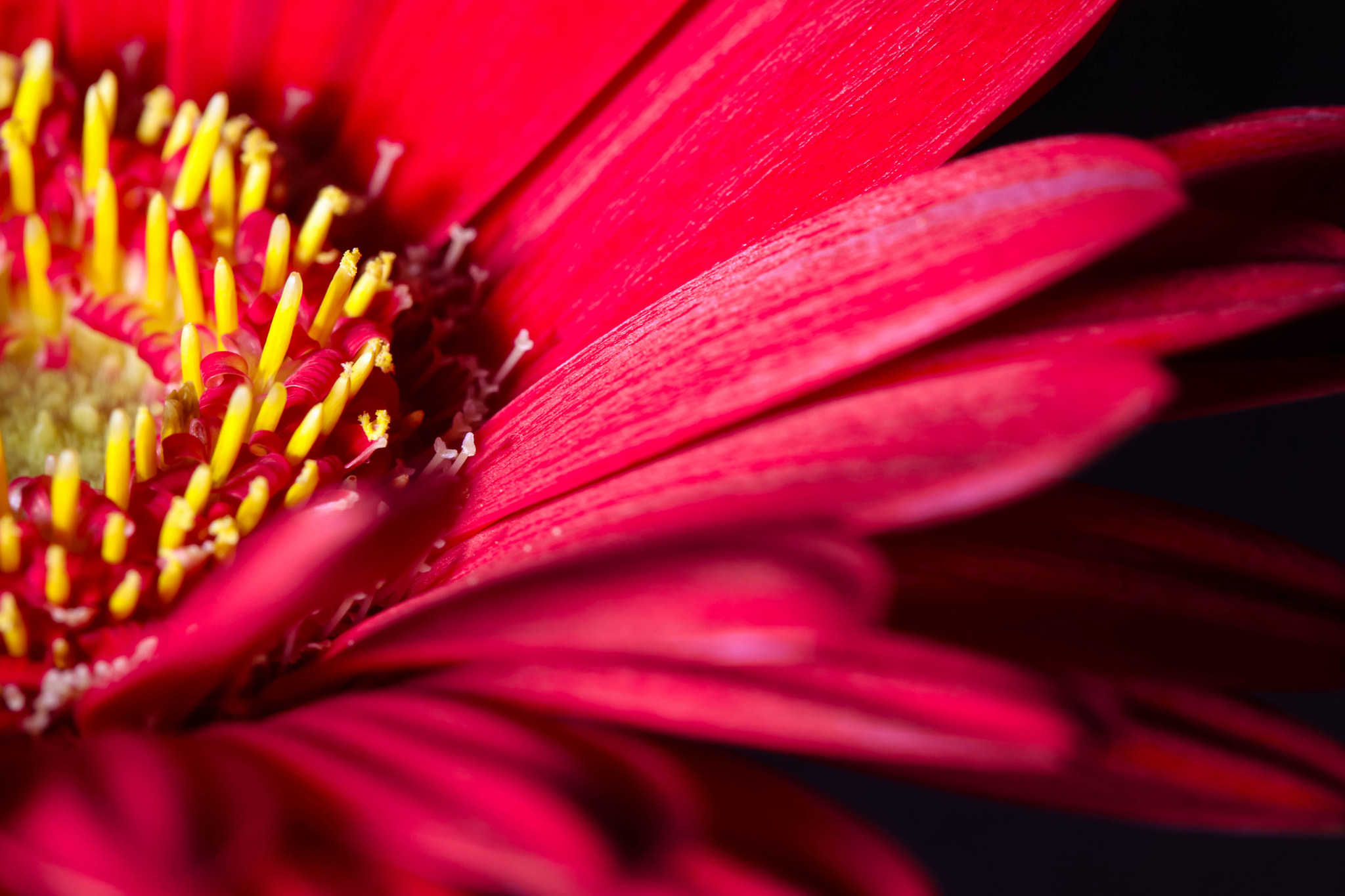 Tamron SP AF 60mm F2 Di II LD IF Macro sample photo