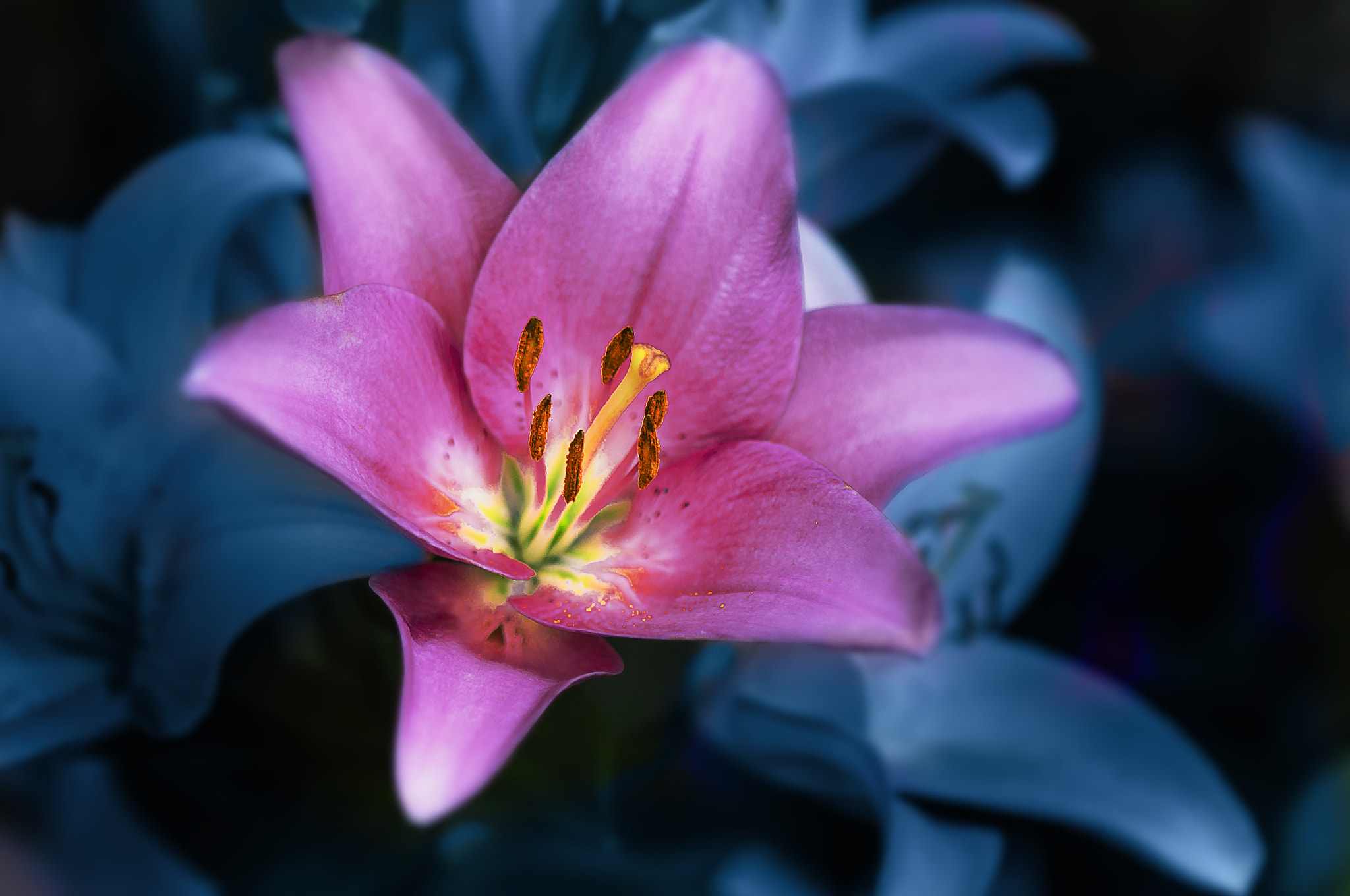 AF Micro-Nikkor 105mm f/2.8 sample photo. Розовая лилия photography