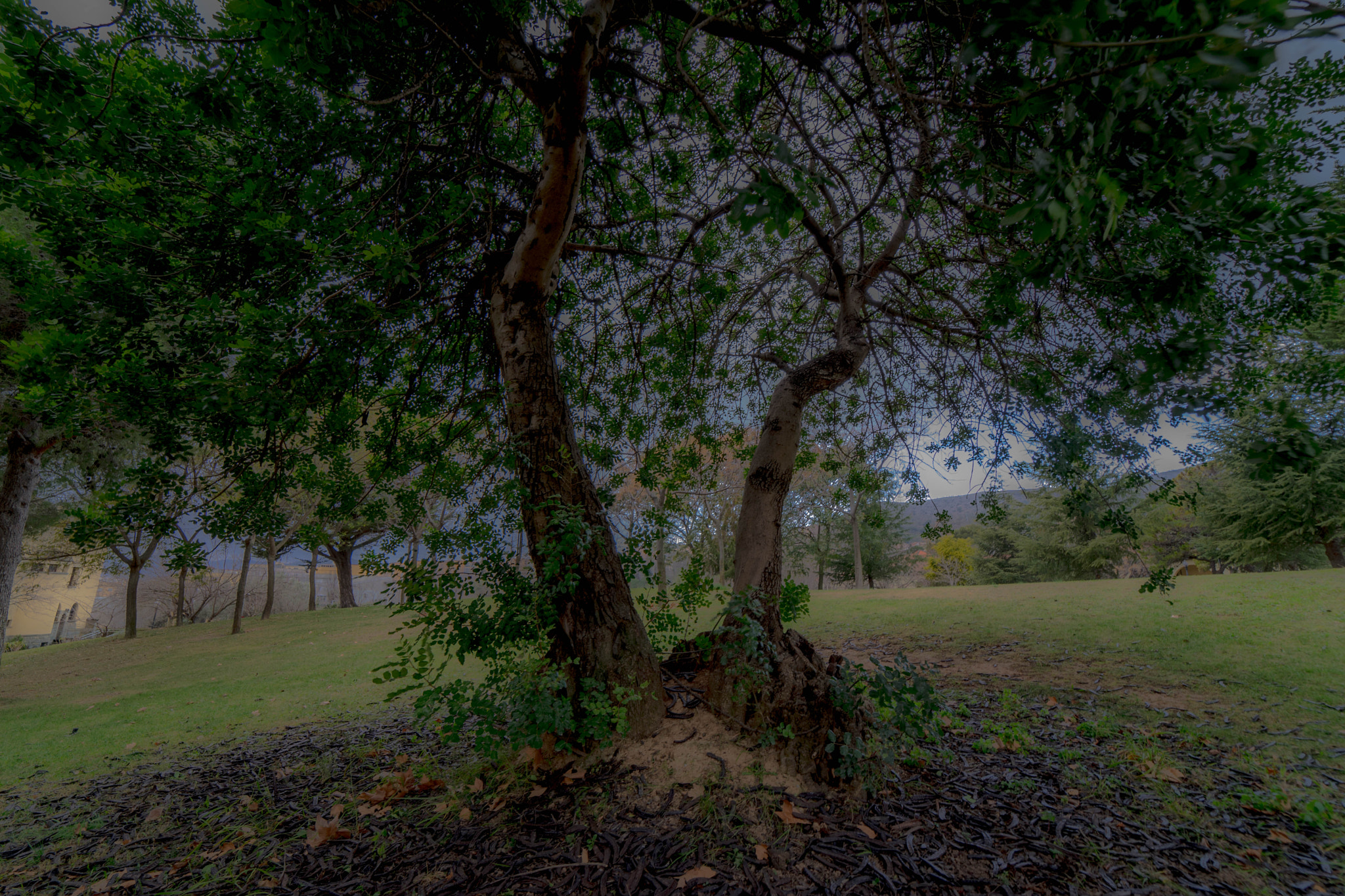 Samyang AF 14mm F2.8 FE sample photo