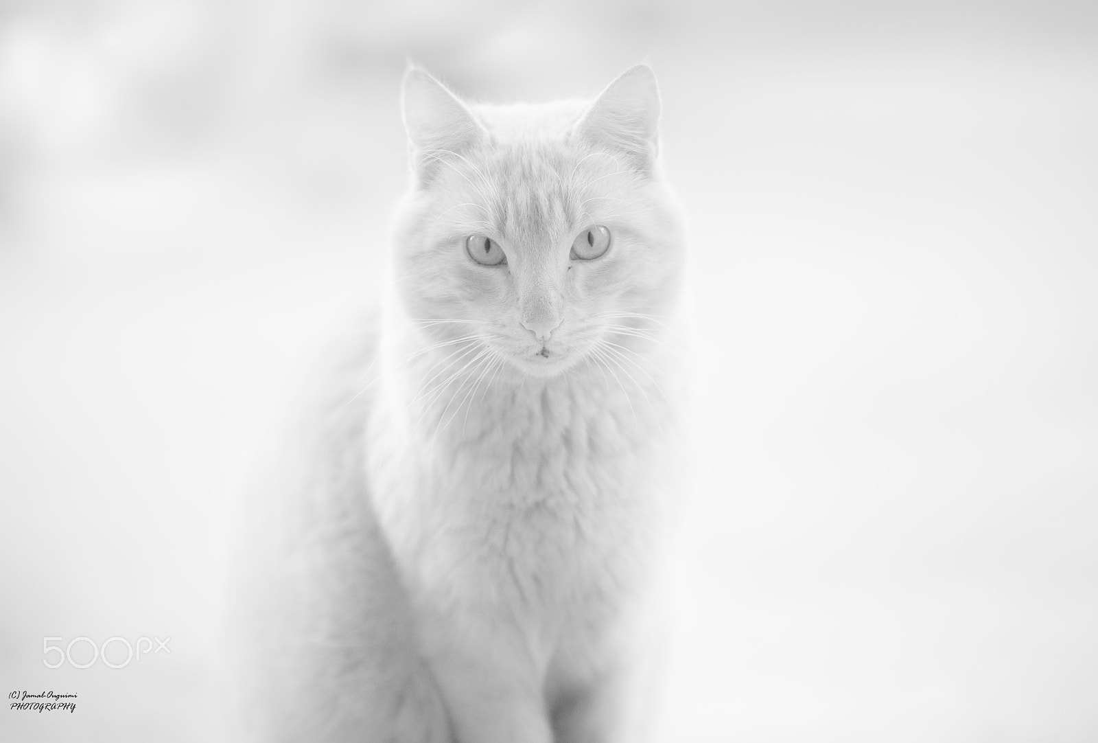 Nikon D700 sample photo. White cat photography