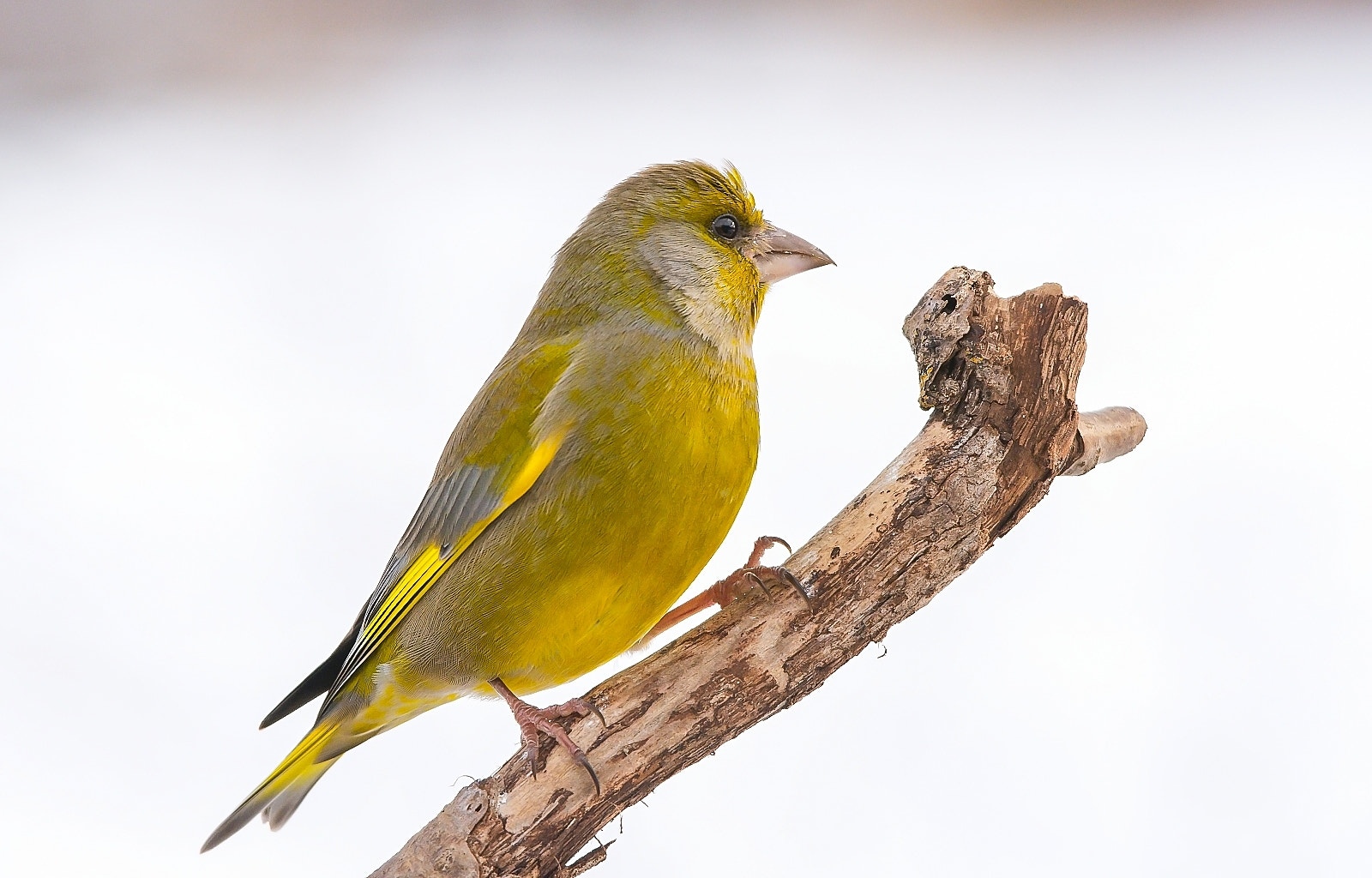 Sigma 120-400mm F4.5-5.6 DG OS HSM sample photo. Greenfinch photography