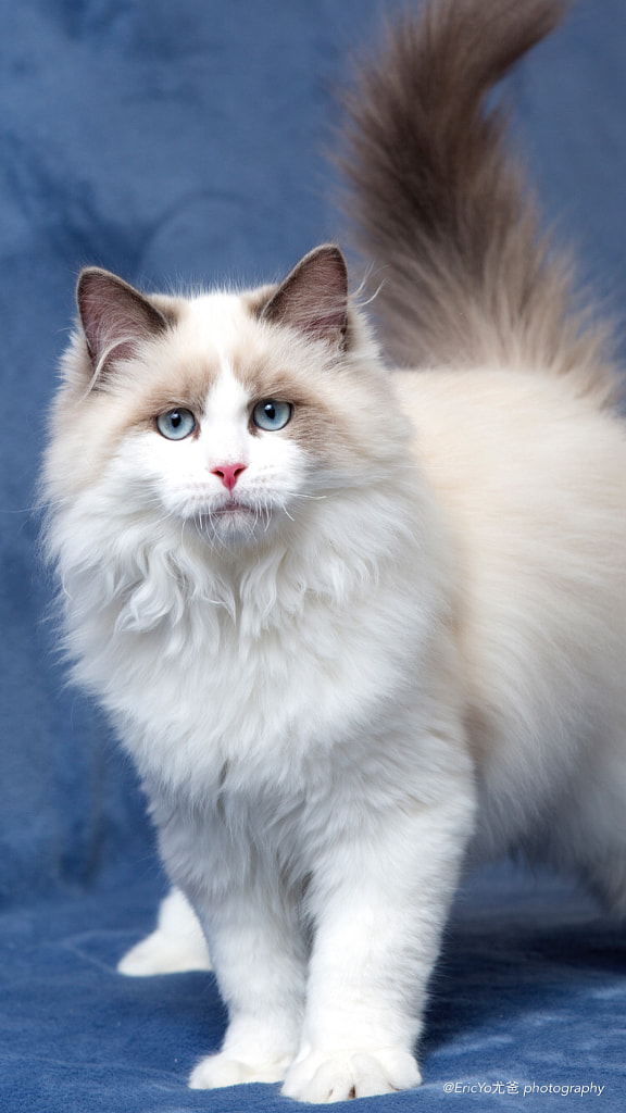 Ragdoll Cat by Eric Yo / 500px