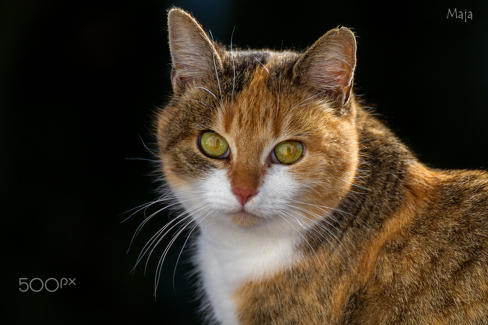 Tamron SP 35mm F1.8 Di VC USD sample photo. Maja portrait photography
