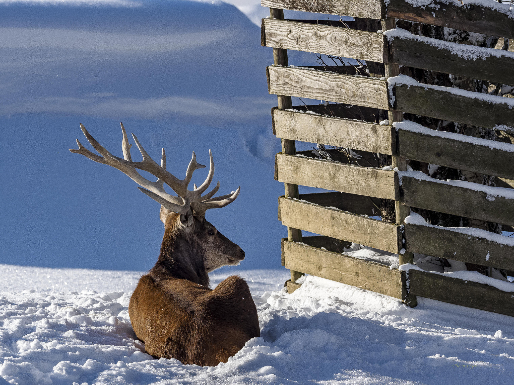 Olympus OM-D E-M1 Mark II + OLYMPUS M.300mm F4.0 sample photo. Deer photography