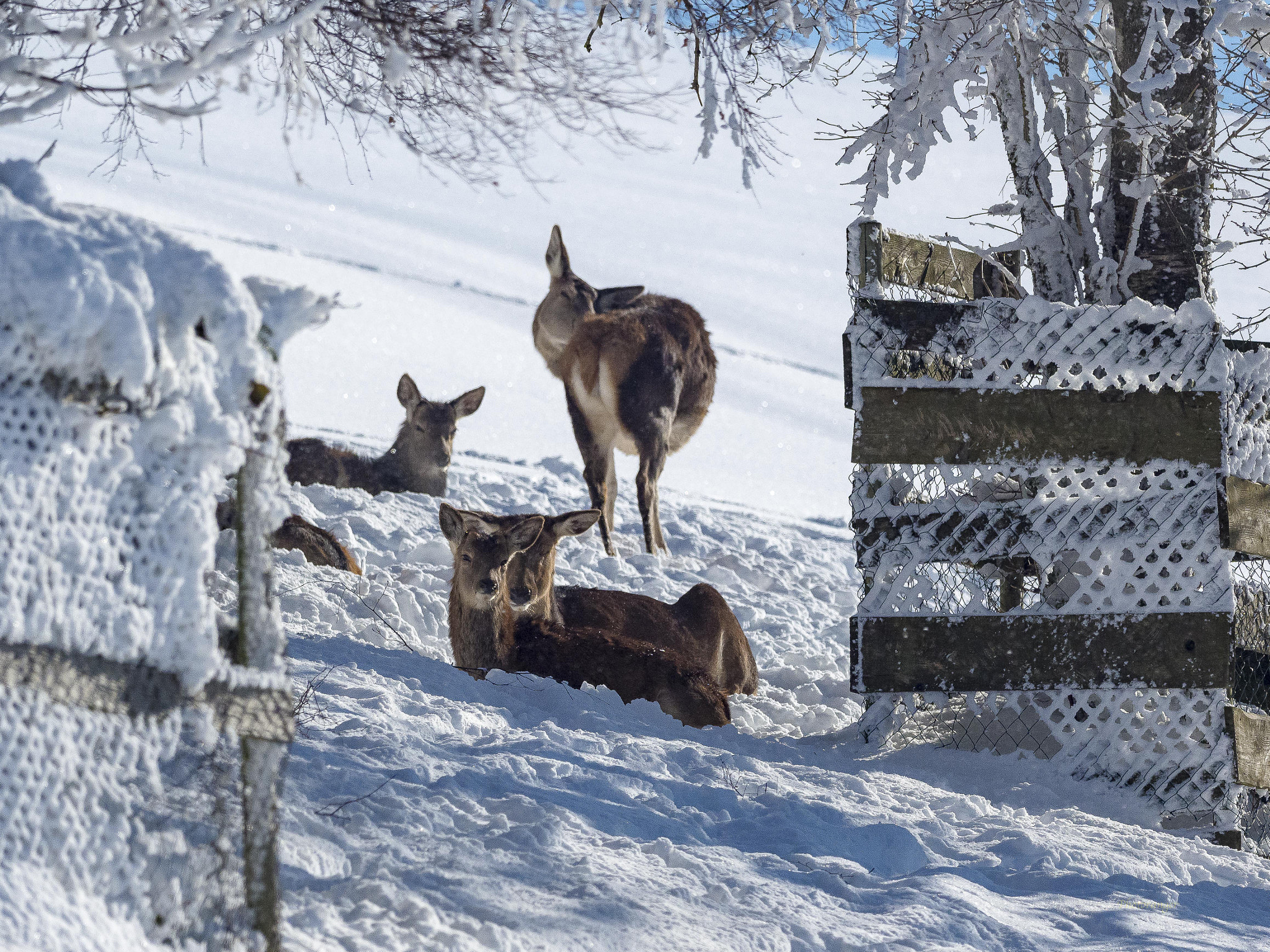 Olympus OM-D E-M1 Mark II + OLYMPUS M.300mm F4.0 sample photo. Deers photography