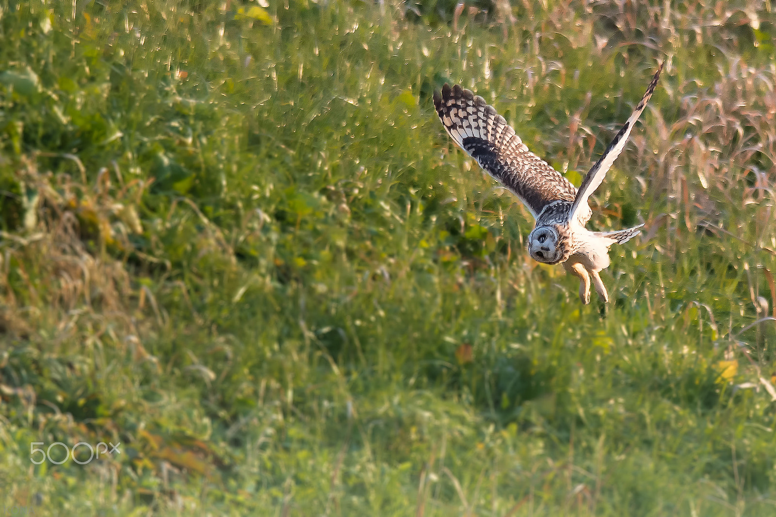 Nikon AF-S Nikkor 400mm F2.8G ED VR II sample photo. こみみ photography