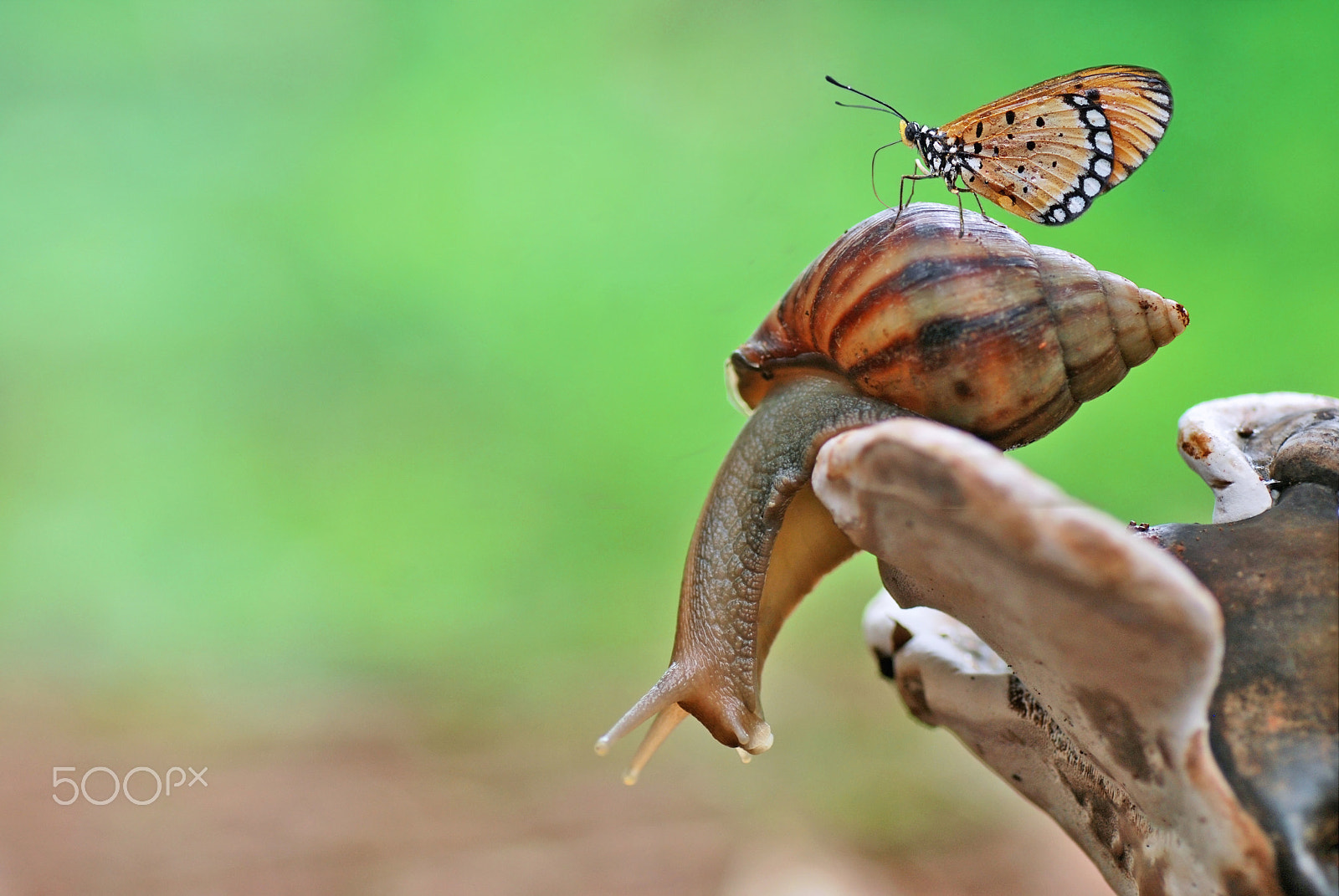 Nikon D60 sample photo. Butterfly end snail,snail,butterfly,snail end butterfly photography