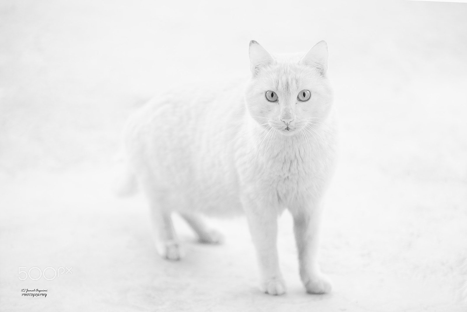 Nikon D700 + Sigma 70-200mm F2.8 EX DG OS HSM sample photo. White cat(3) photography