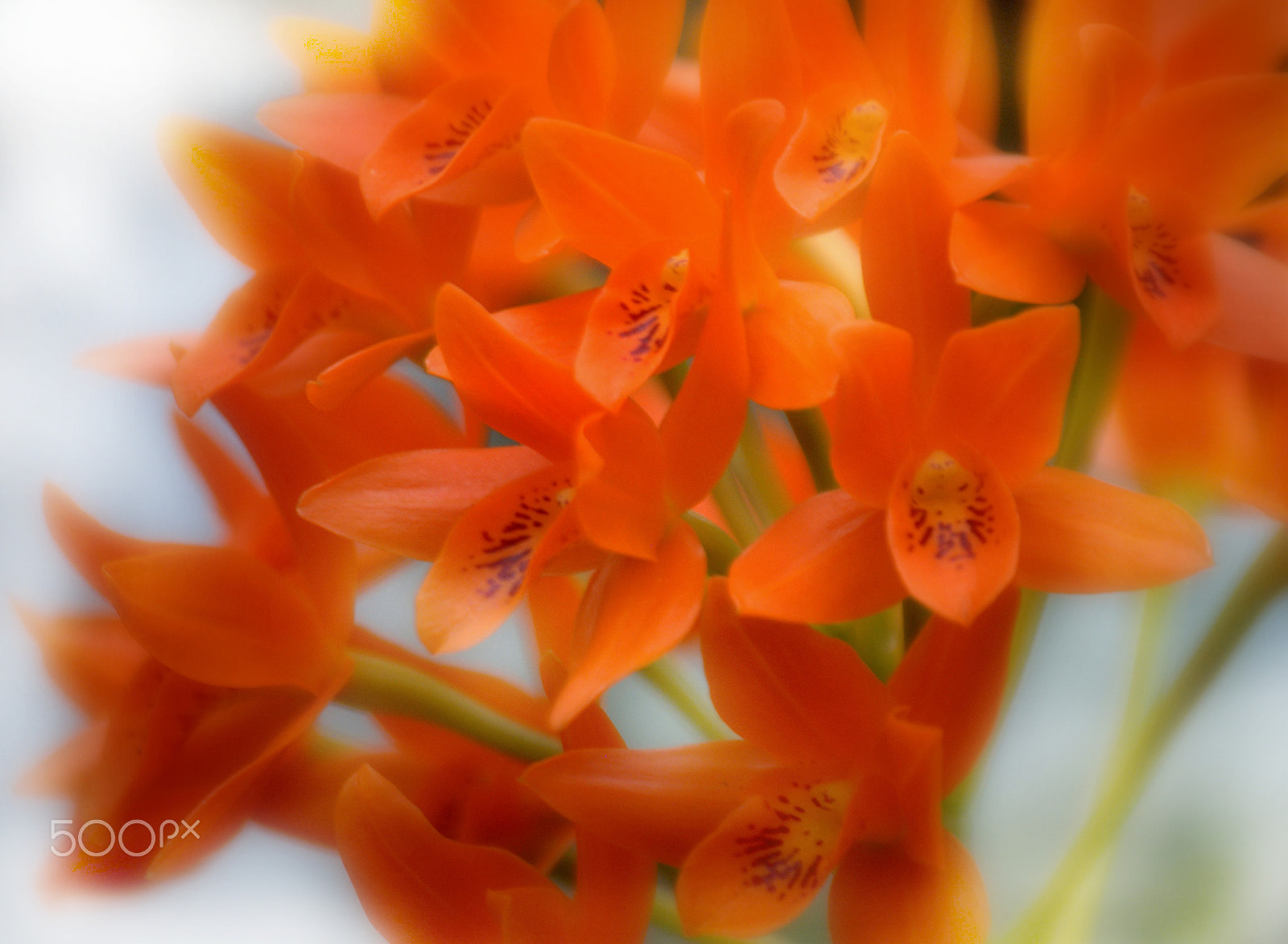 Nikon D3000 sample photo. Orange orchid flowers photography