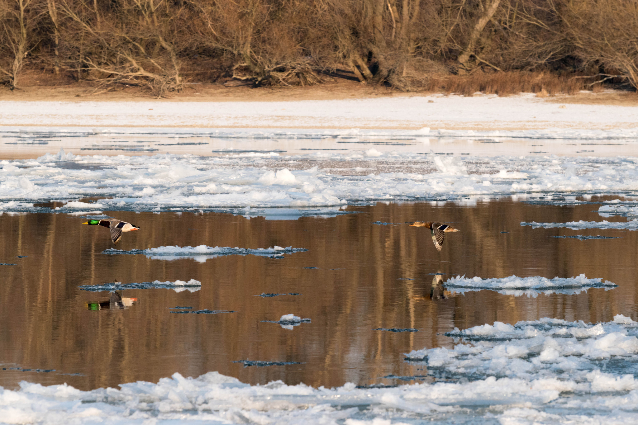 Nikon D5500 sample photo. Reflection photography