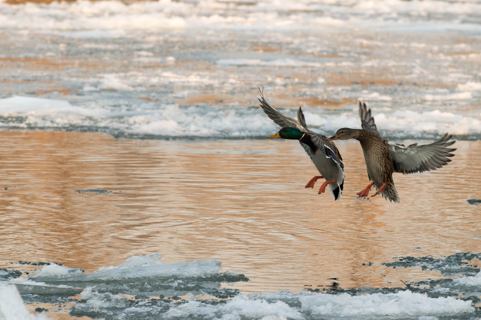 Nikon D5500 sample photo. Double landing photography