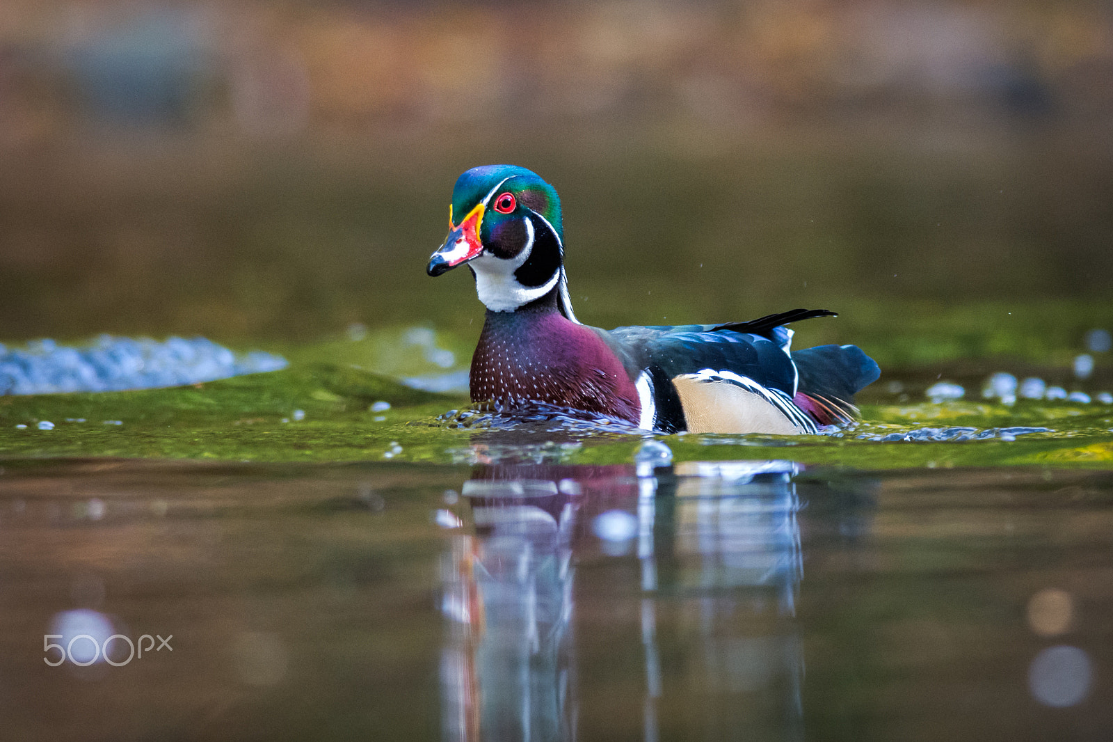 Nikon D7200 + Nikon AF-S Nikkor 300mm F4D ED-IF sample photo. Wood duck photography