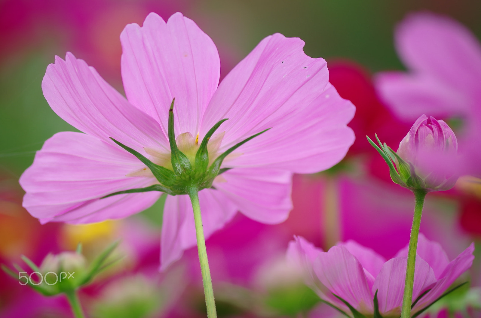 smc Pentax-DA L 50-200mm F4-5.6 ED WR sample photo. Melody photography