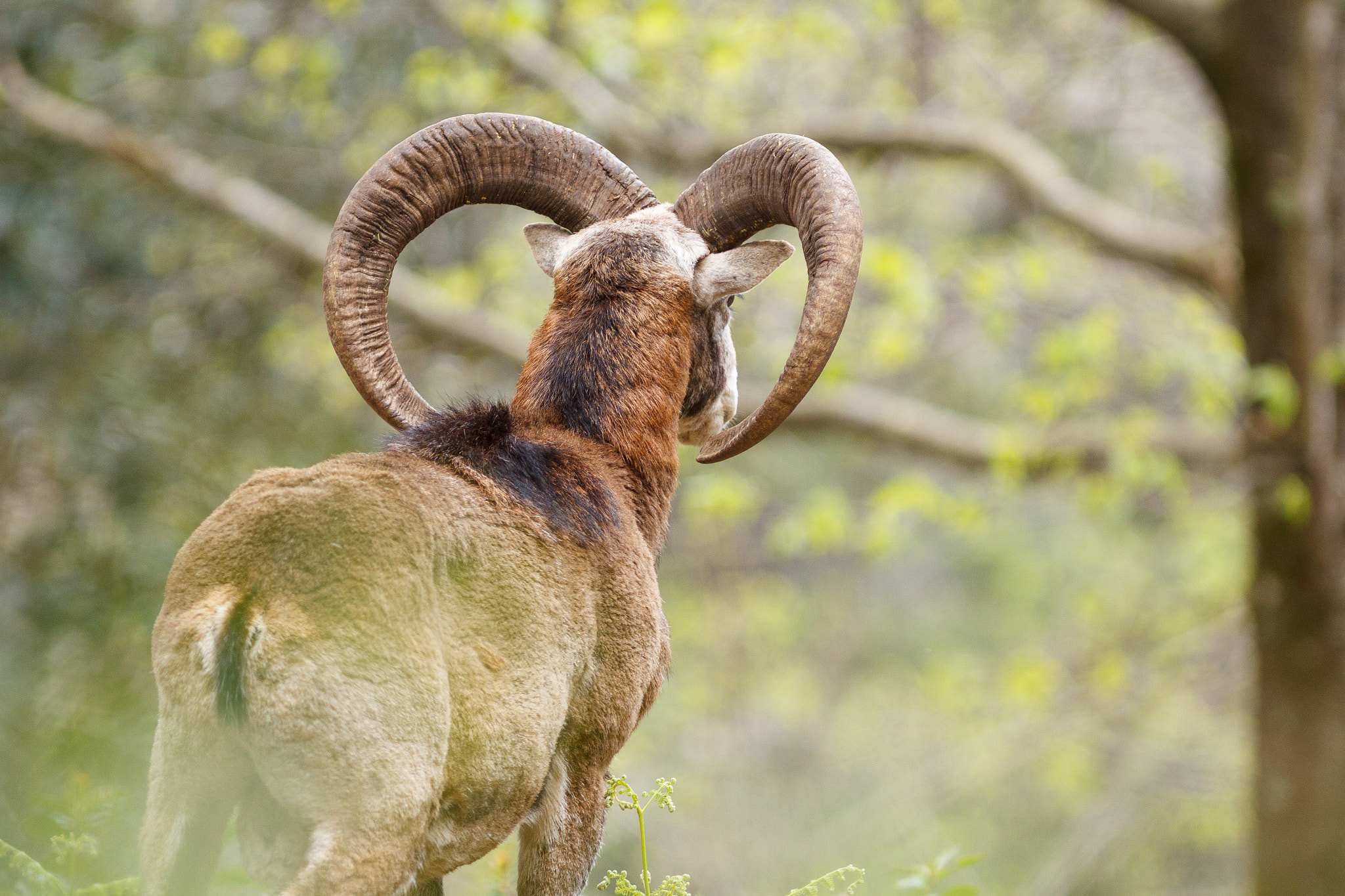 Canon EOS 50D sample photo. Mouflon de corse photography