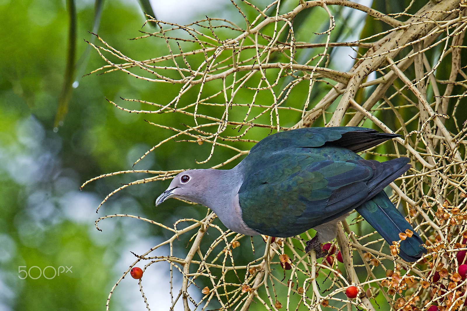 Nikon D4 sample photo. Green imperial pigeon photography