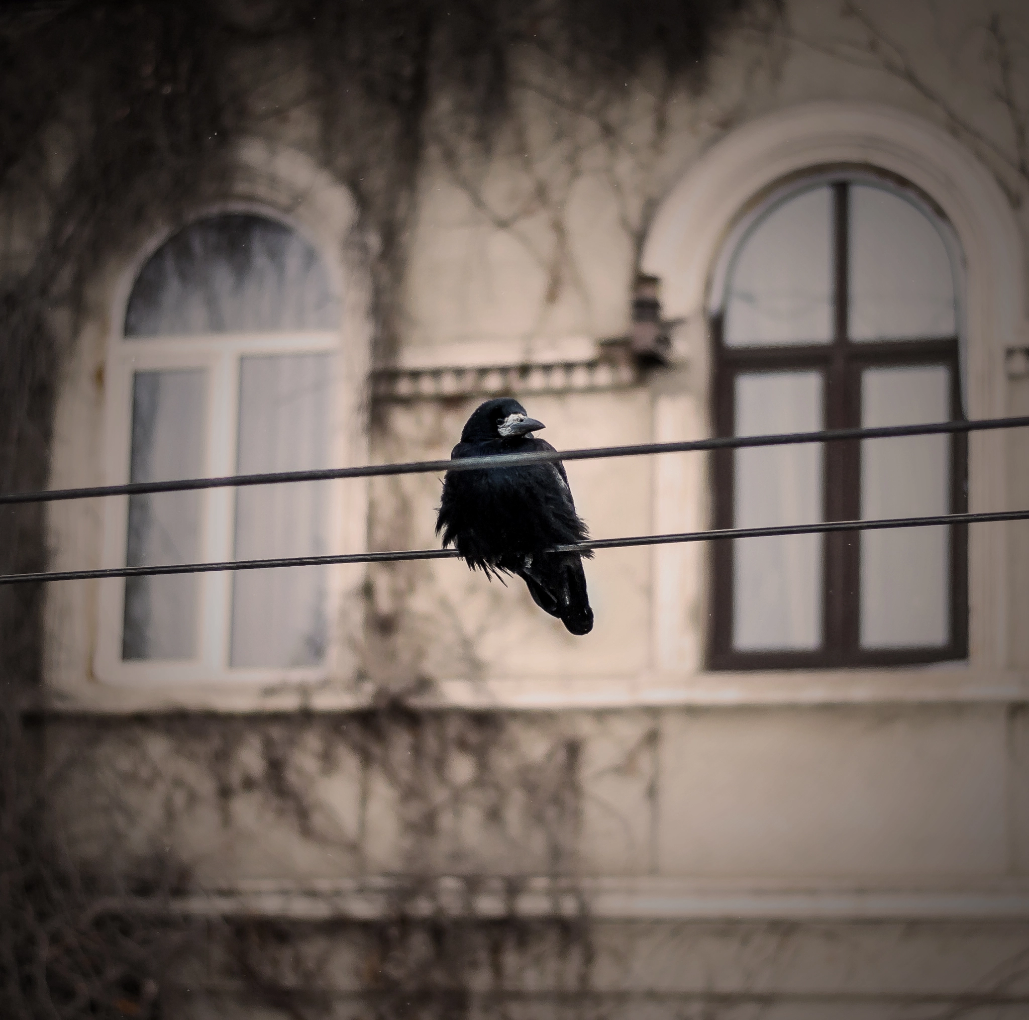 Pentax K200D + Pentax smc DA 50mm F1.8 sample photo. Crown on wire in town photography