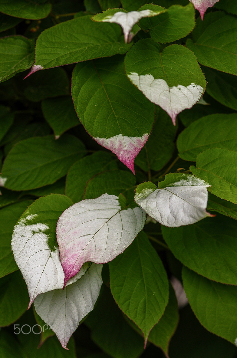 Pentax K-5 + Sigma sample photo. Actinidia kolomikta photography