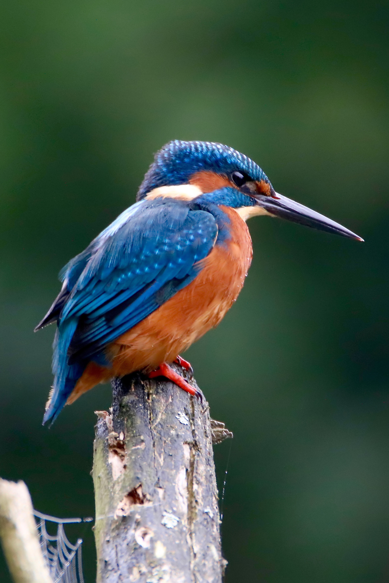 Tamron SP 150-600mm F5-6.3 Di VC USD sample photo. Kingfisher photography
