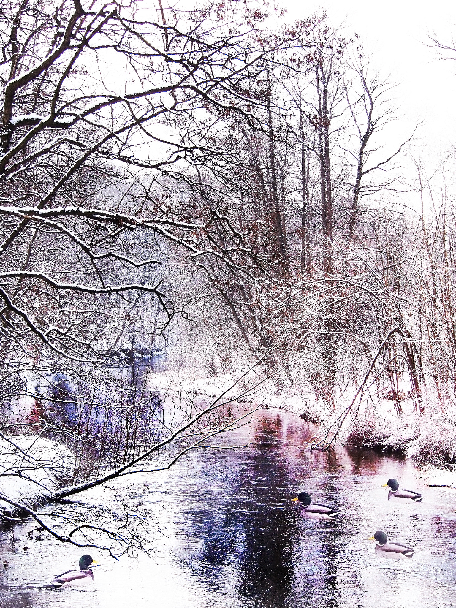 Olympus PEN E-PL5 sample photo. Ducks on the river in winter photography