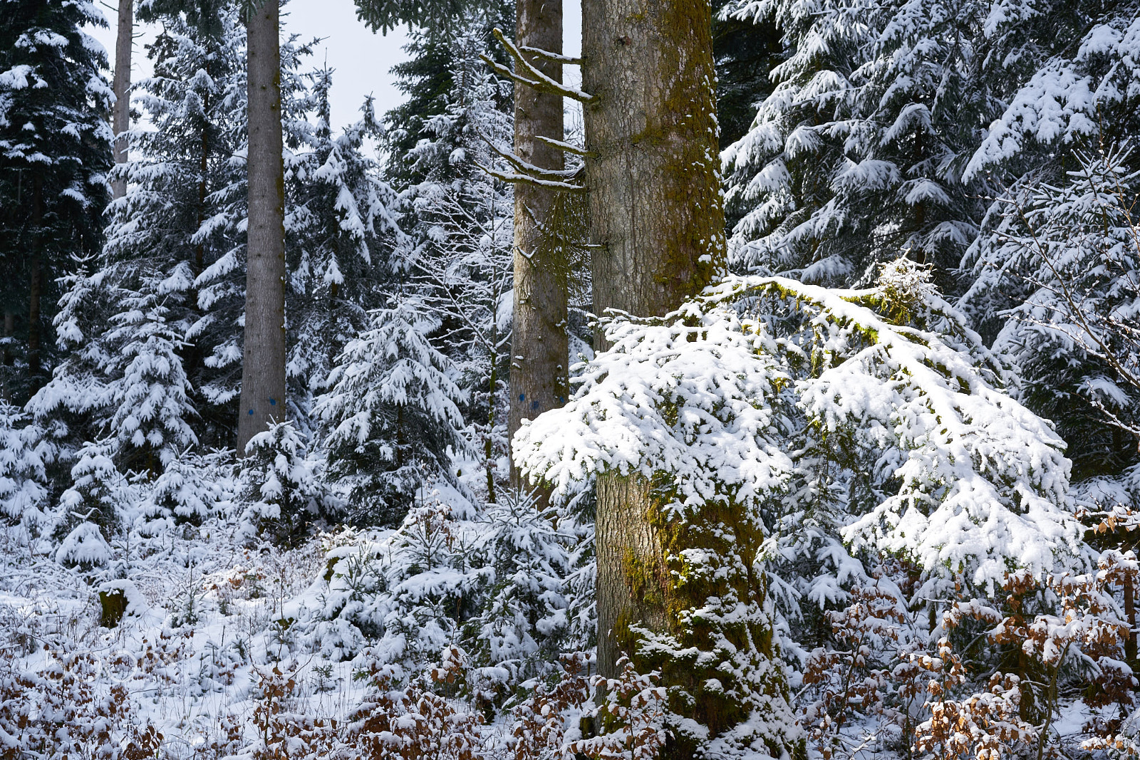 Sony a7R II + Sony Sonnar T* FE 55mm F1.8 ZA sample photo. Winter forest photography