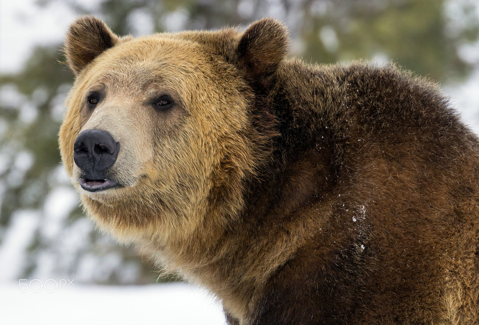 Canon EOS 60D + Canon EF 100-400mm F4.5-5.6L IS II USM sample photo. Grizzly bear photography
