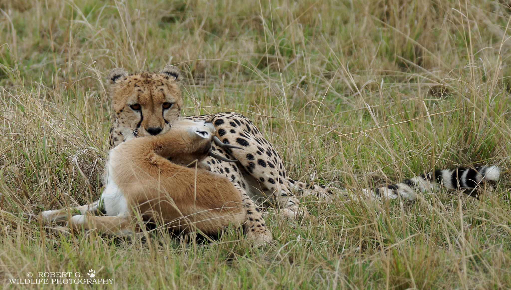Sony SLT-A77 + Tamron SP 150-600mm F5-6.3 Di VC USD sample photo. Hunting cheetah  masai mara 2016 photography
