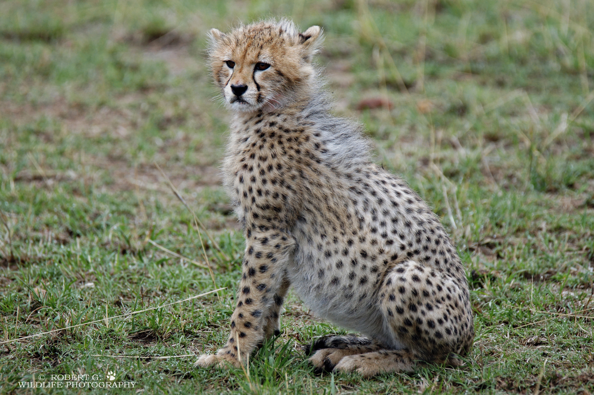 Sony SLT-A77 + Tamron SP 150-600mm F5-6.3 Di VC USD sample photo. Cheetah cub  masai mara 2016 photography