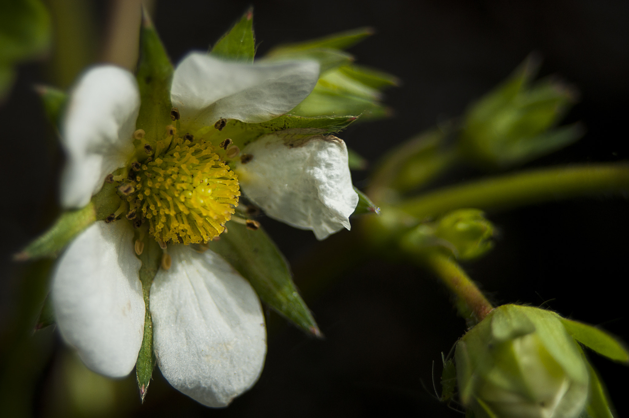 Sony Alpha DSLR-A390 sample photo. Before the fruit photography