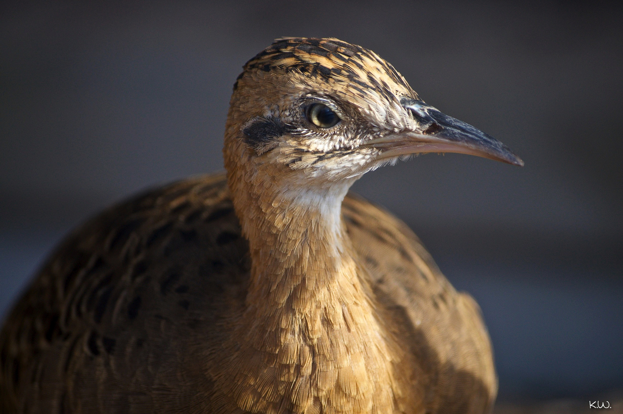 Sony 75-300mm F4.5-5.6 sample photo. Red winged tinamou photography