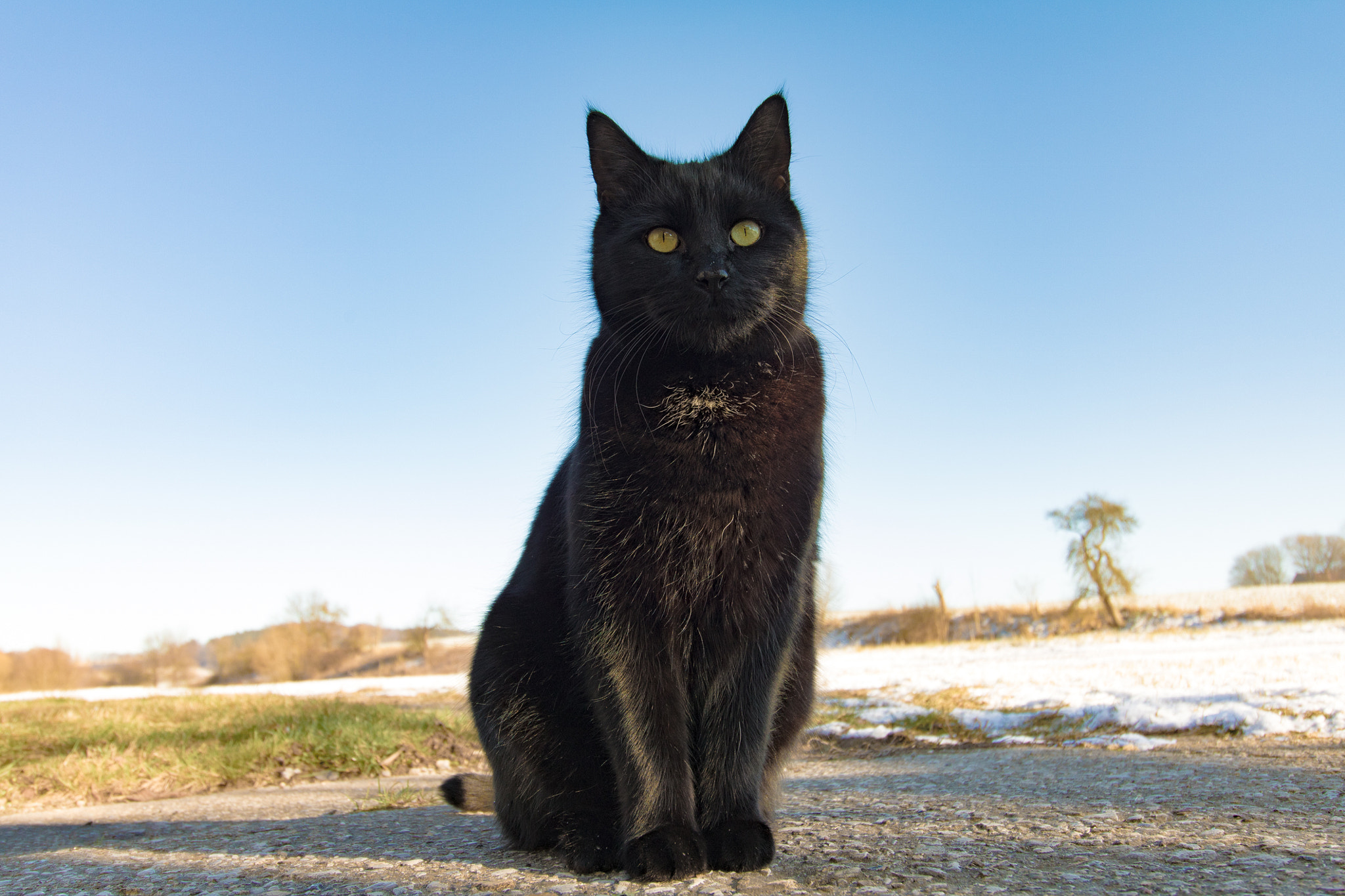 Canon EOS 750D (EOS Rebel T6i / EOS Kiss X8i) sample photo. My soul animal photography