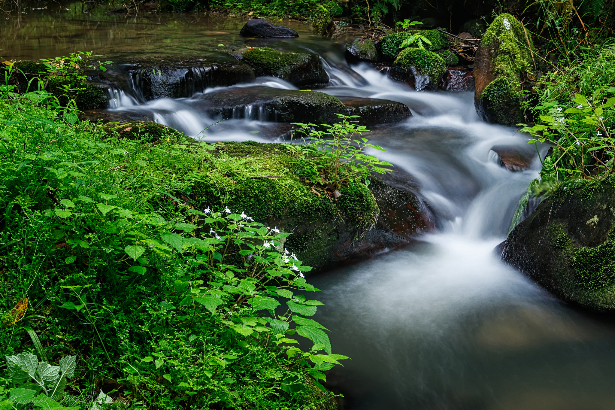 Canon EOS 750D (EOS Rebel T6i / EOS Kiss X8i) sample photo. Intimate forest landscape photography