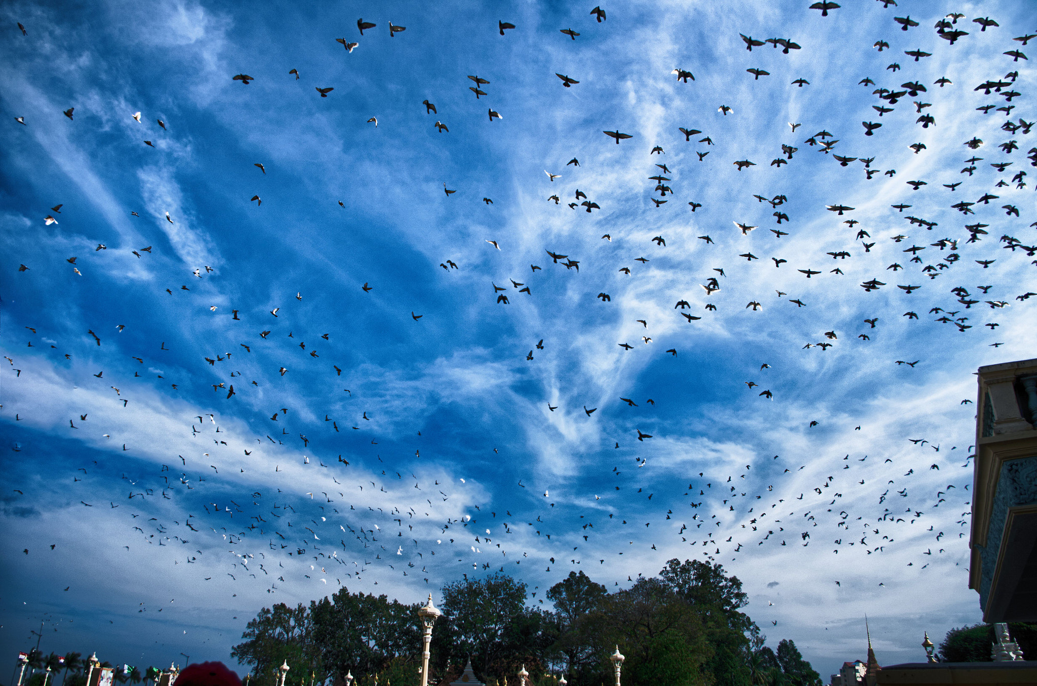 Pentax smc DA 18-55mm F3.5-5.6 AL WR sample photo. Freedom of thousand doves photography