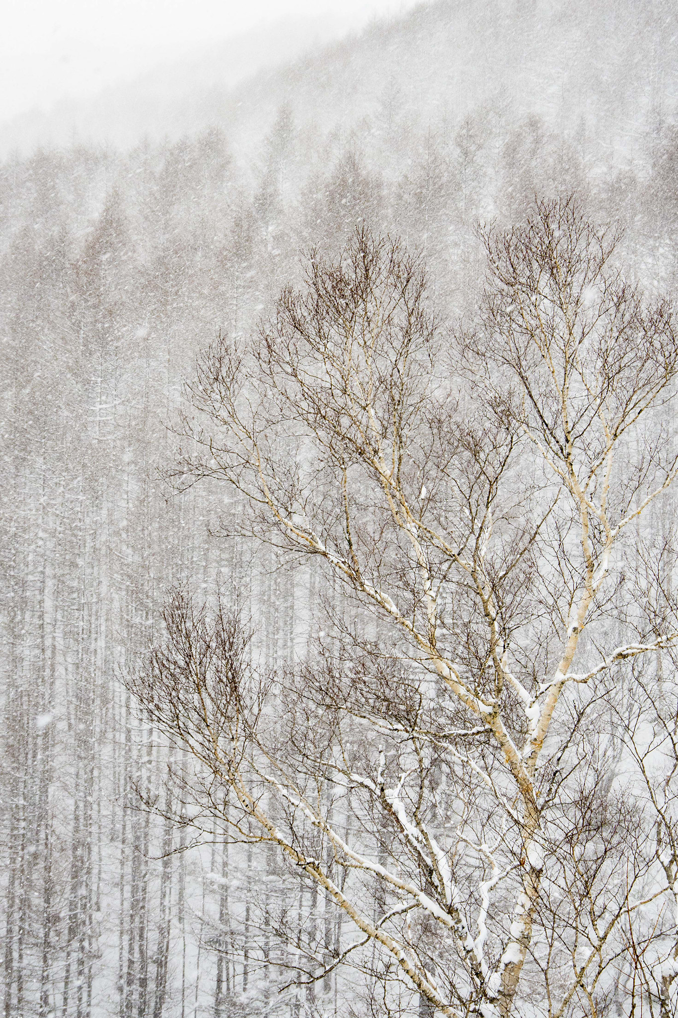 Pentax K-1 sample photo. Snow forest photography