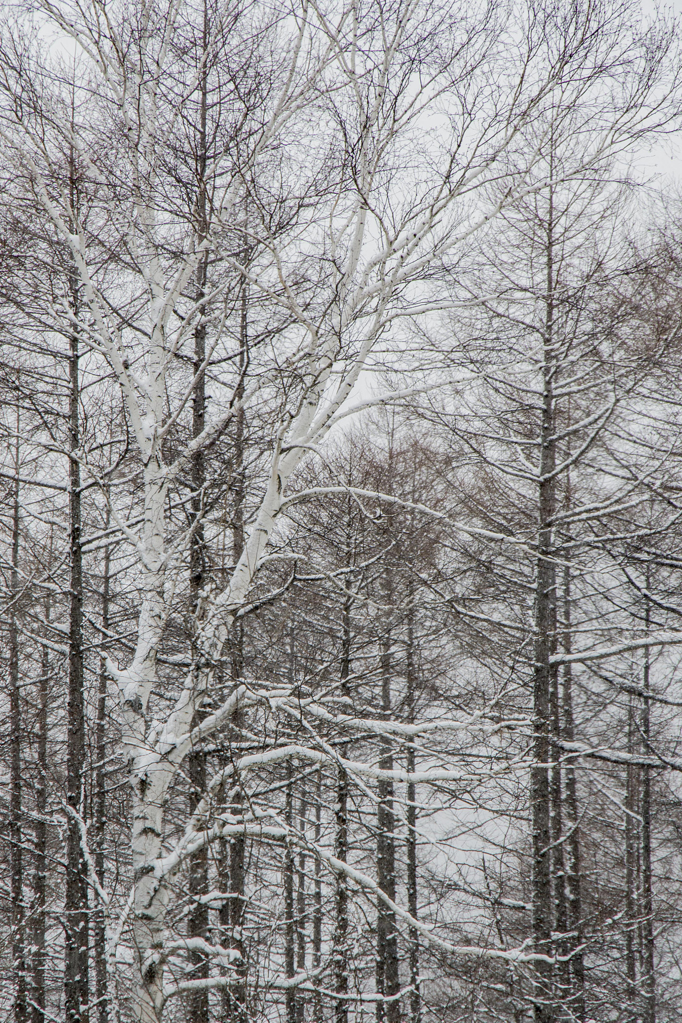 Pentax K-1 sample photo. Snow forest photography