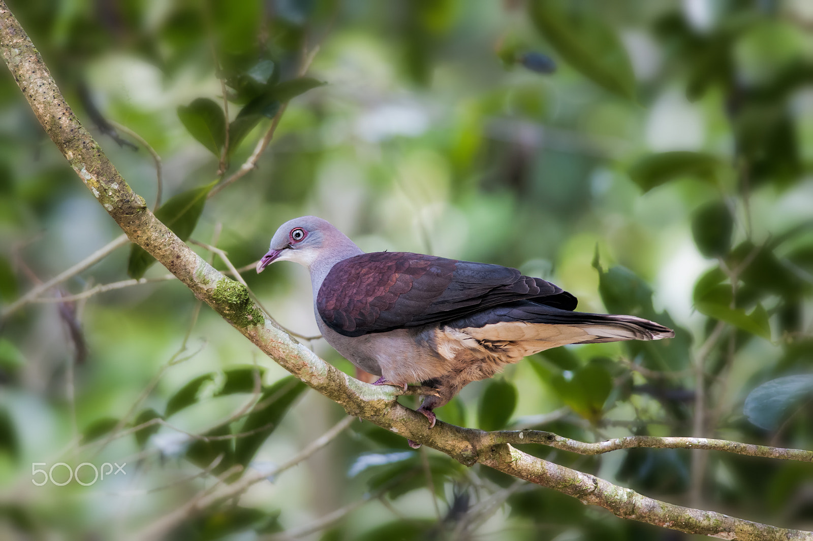 Nikon D300 + Nikon AF-S Nikkor 300mm F4D ED-IF sample photo. Mountain imperial pigeon photography