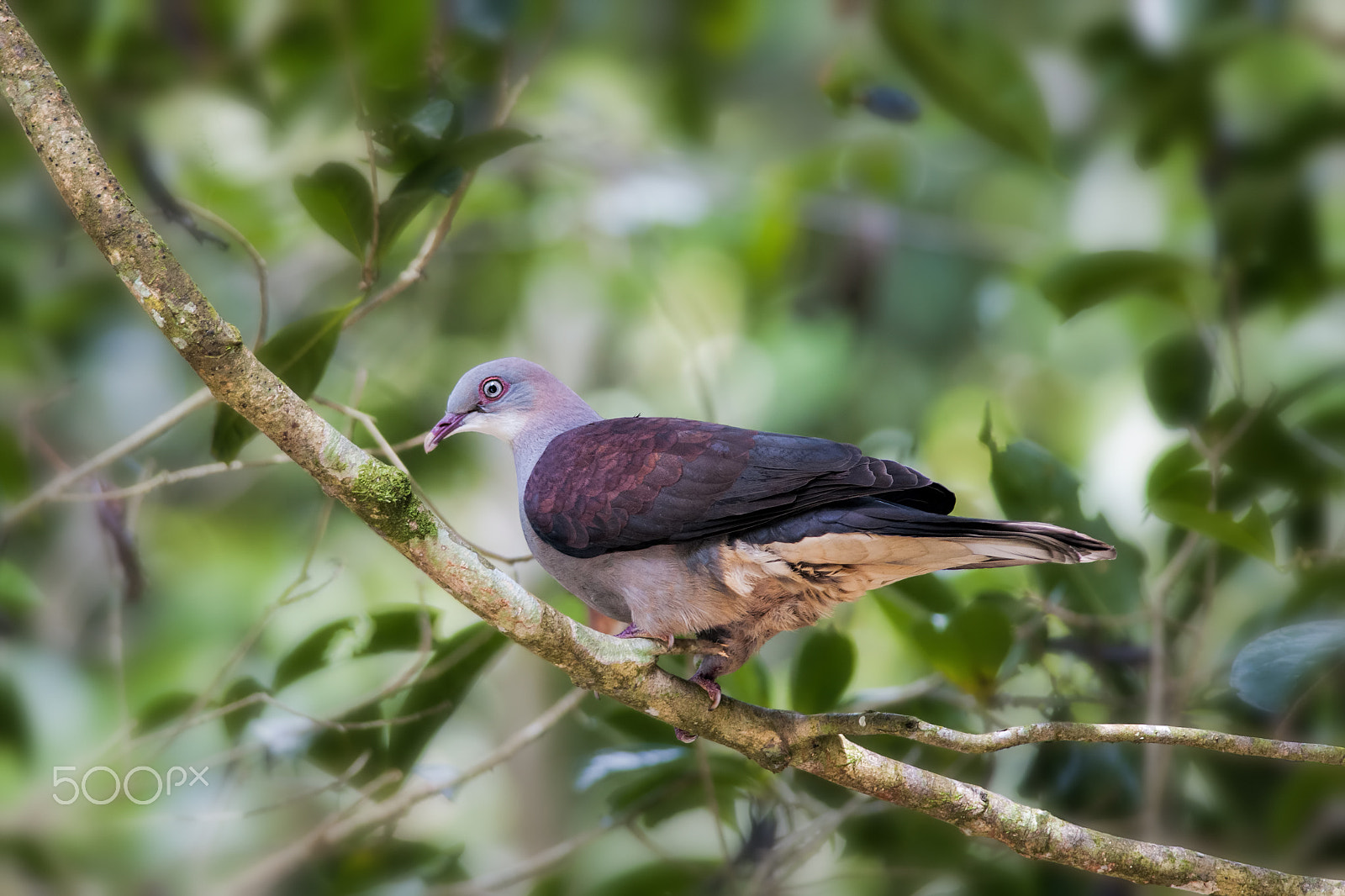 Nikon D300 sample photo. Mountain imperial pigeon photography