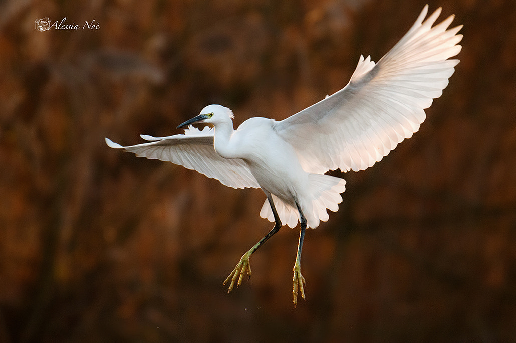 Nikon AF-S Nikkor 200-500mm F5.6E ED VR sample photo. Fly photography