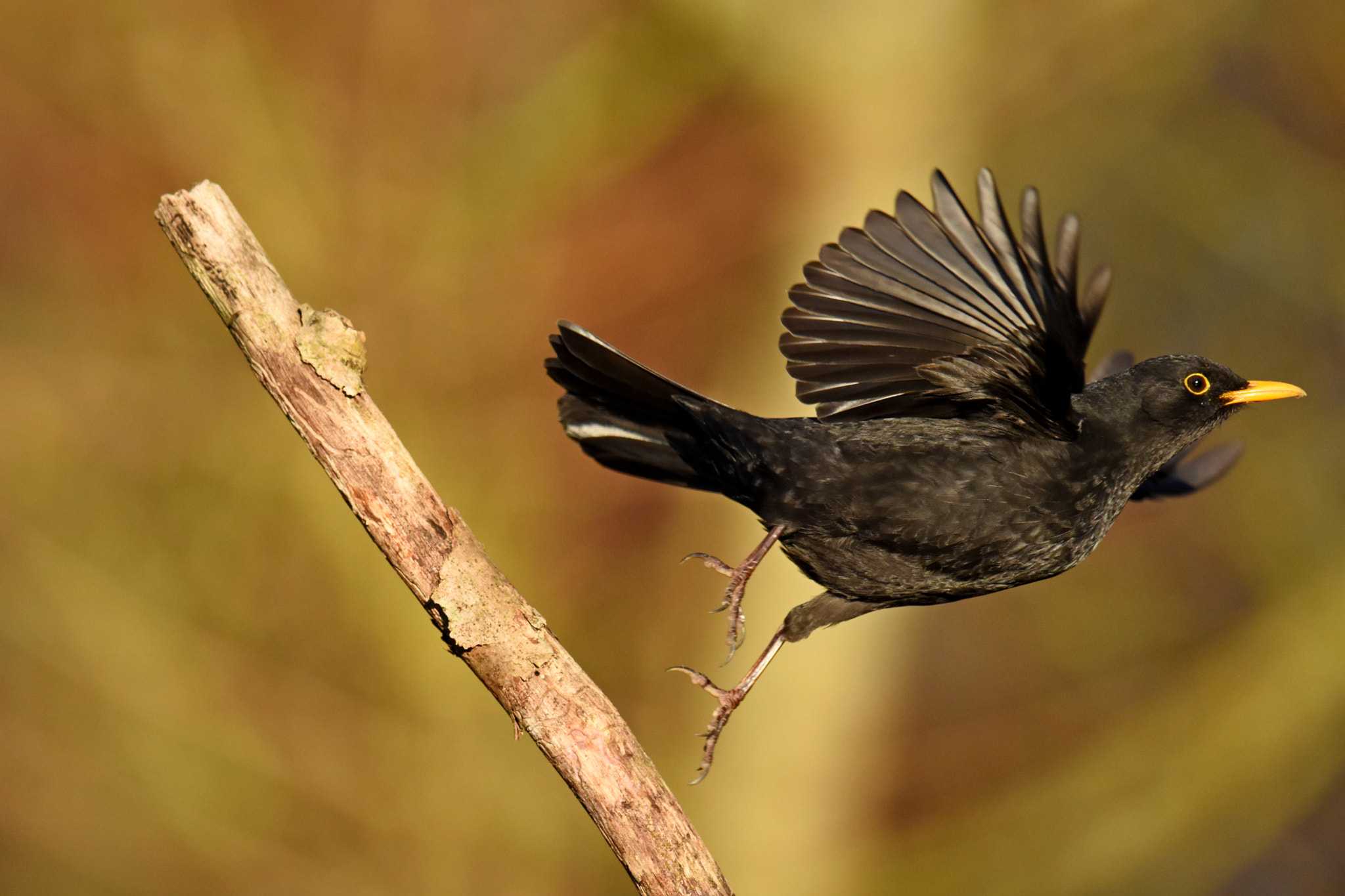 Nikon D7200 sample photo. Common blackbird photography