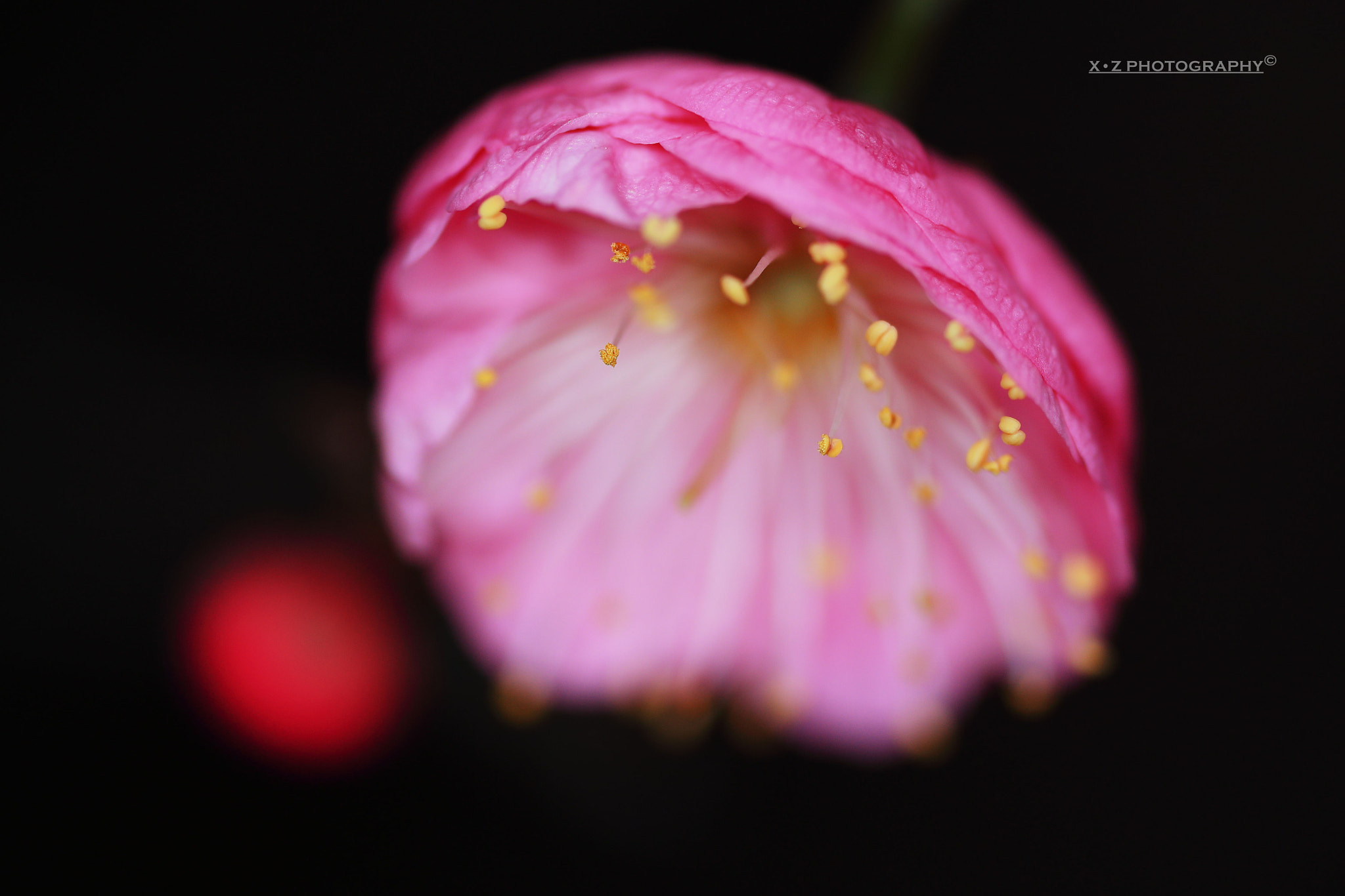 Canon EF 180mm F3.5L Macro USM sample photo. Wintersweet photography