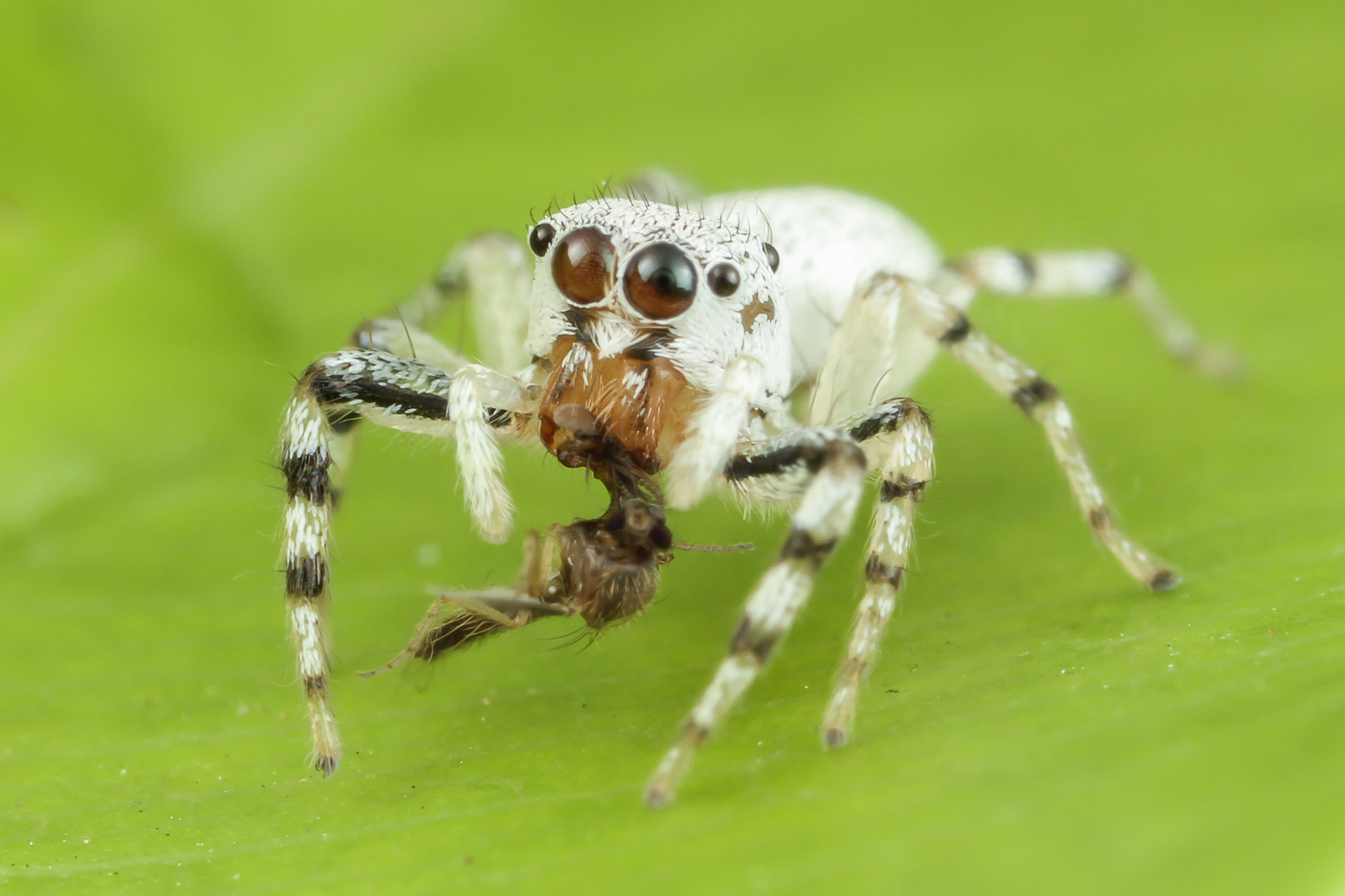 Canon EOS 7D + Canon MP-E 65mm F2.5 1-5x Macro Photo sample photo. Jumping spider and prey photography