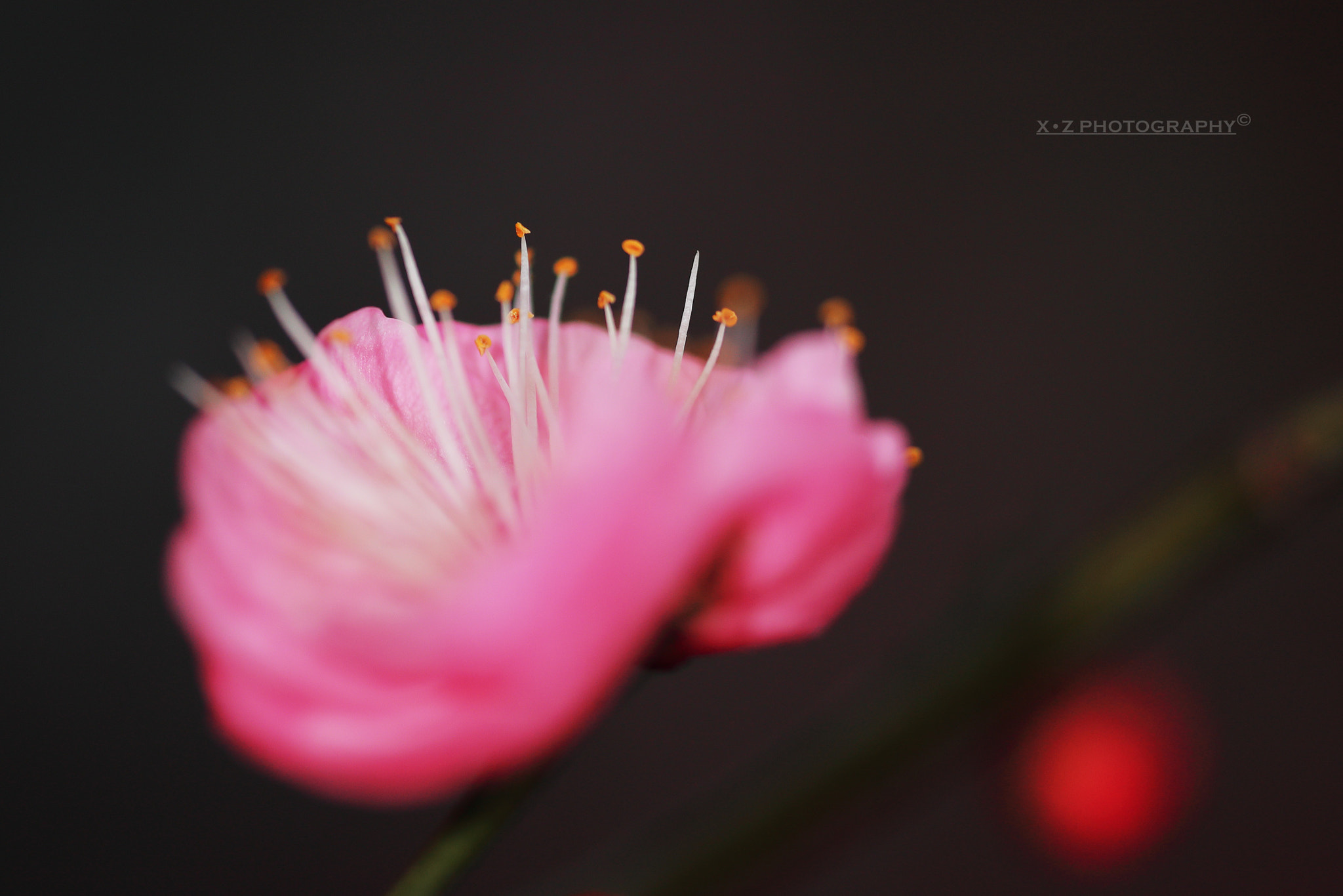 Canon EF 180mm F3.5L Macro USM sample photo. Wintersweet photography