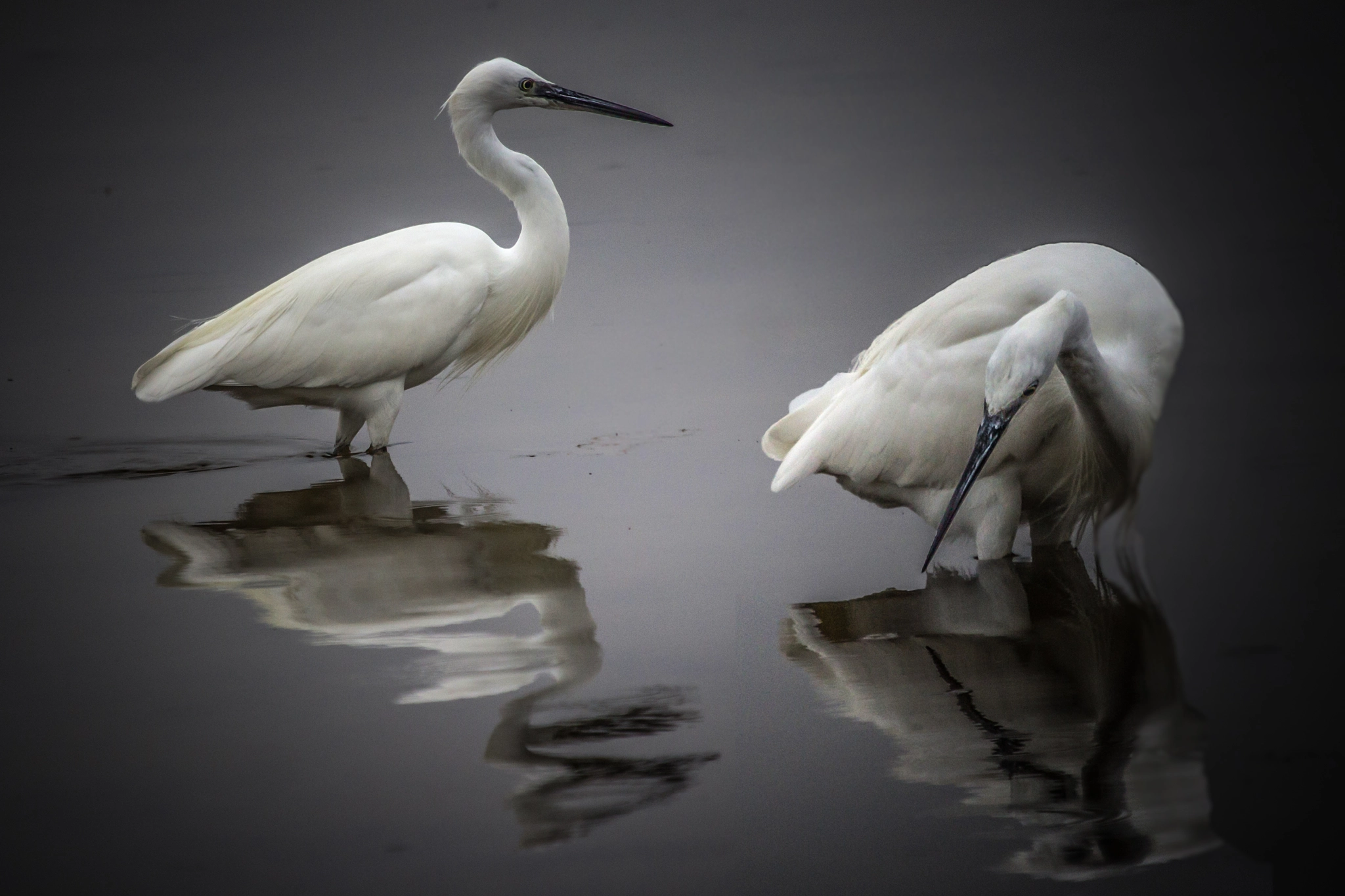 Canon EF 100-400mm F4.5-5.6L IS USM sample photo. Egretta garzetta in love ... photography