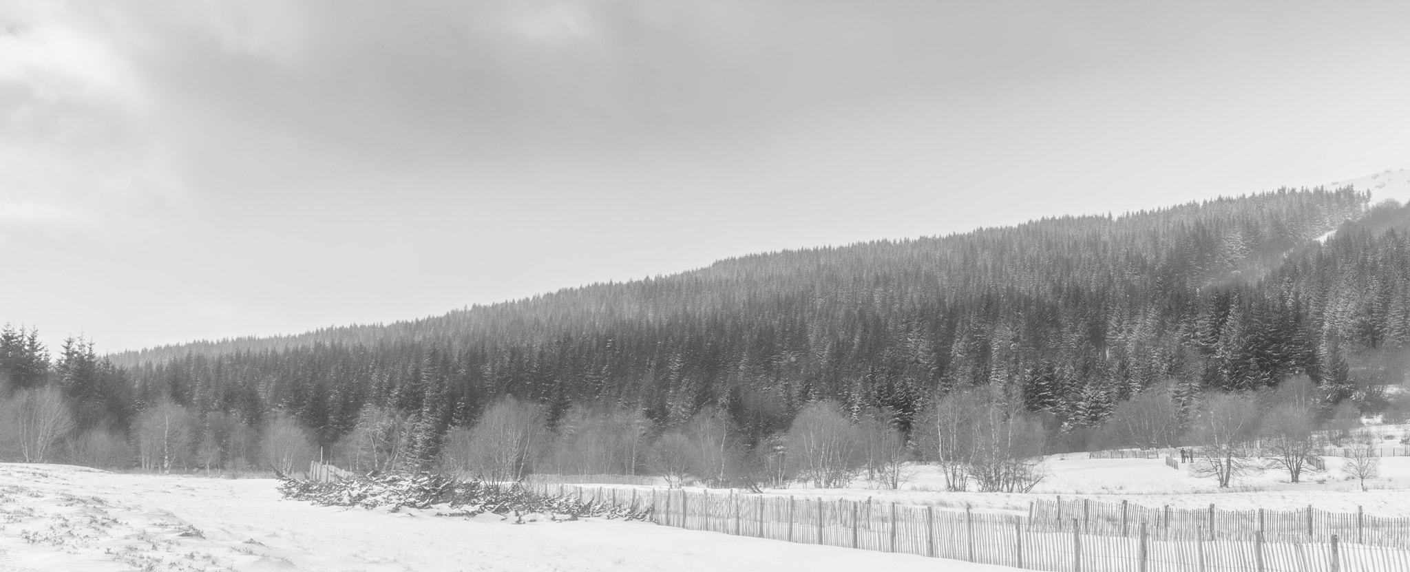 Canon EF 16-35mm F2.8L II USM sample photo. Firs and birches photography